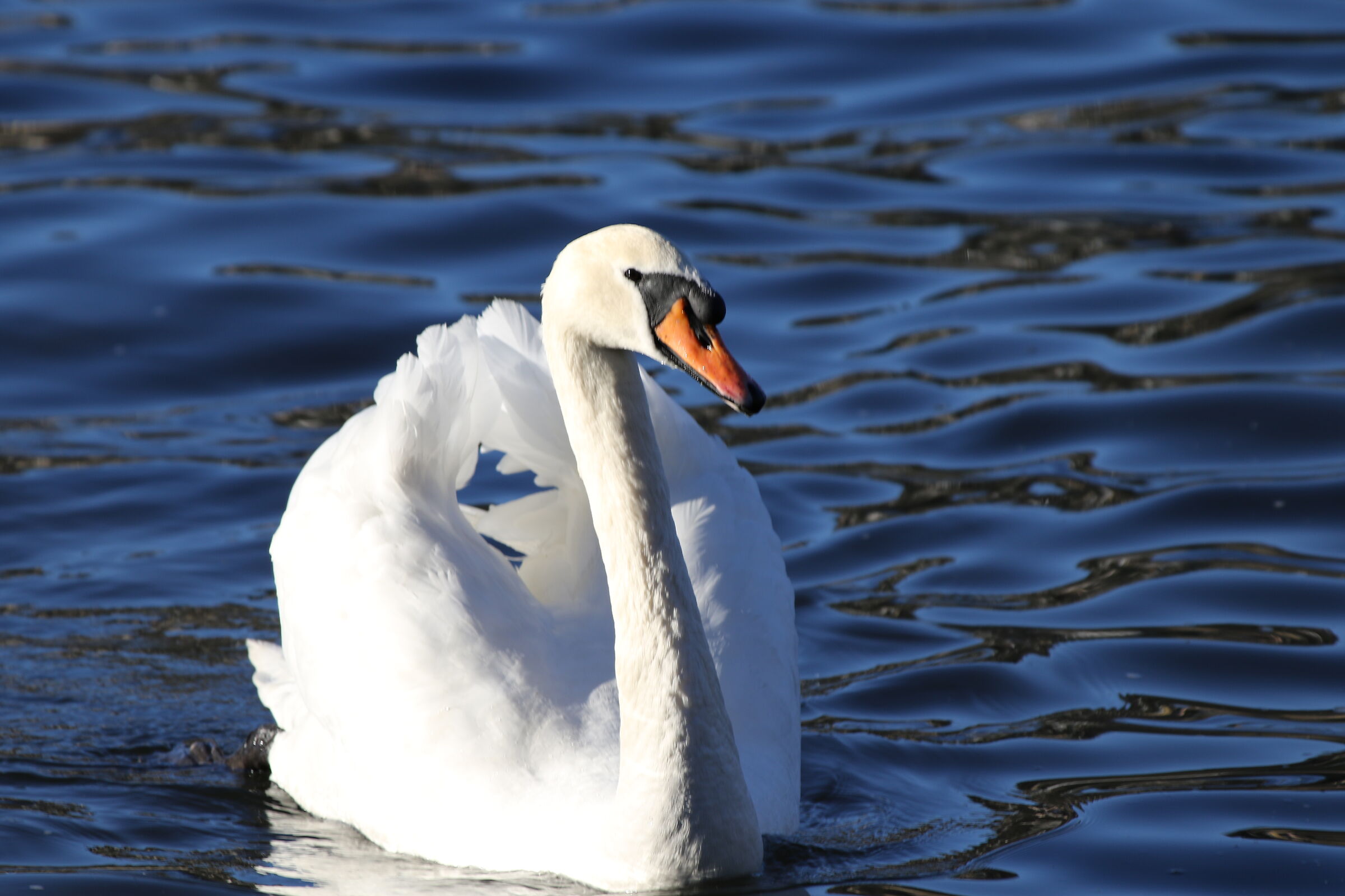Swan