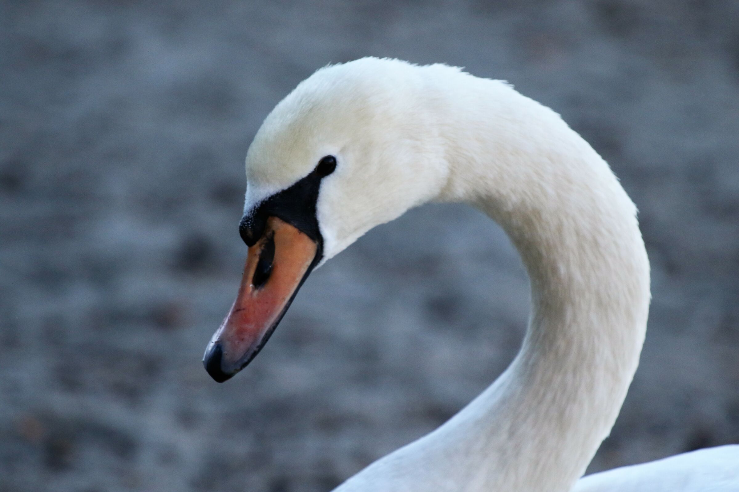 Swan