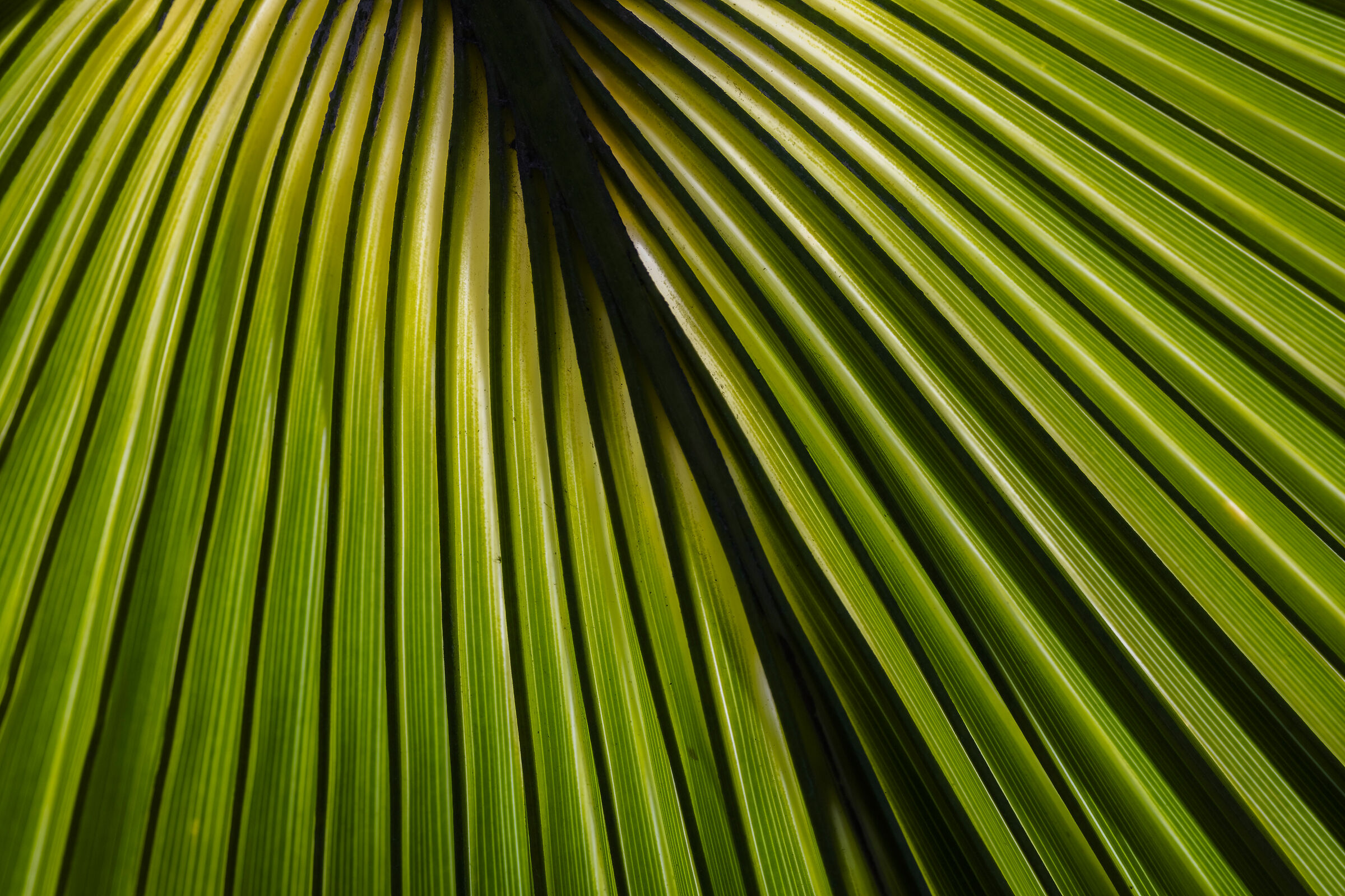 All'ombra di una palma