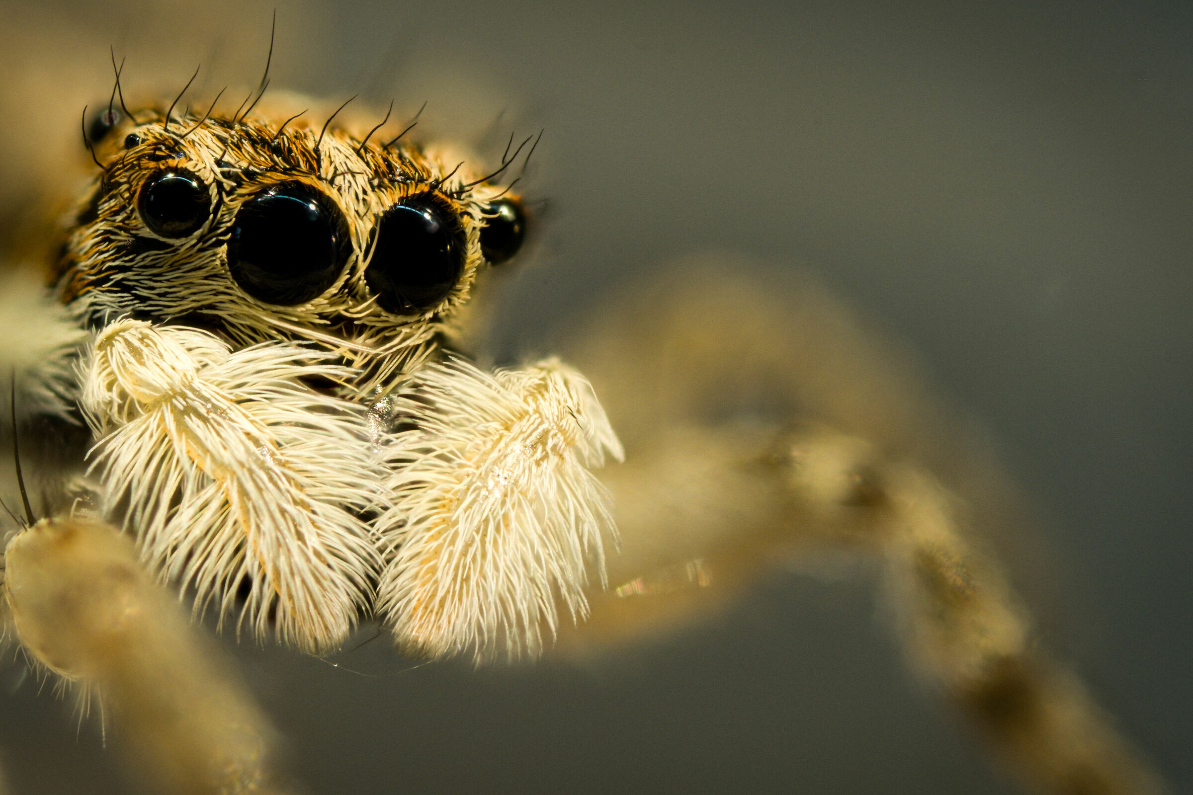 Salticidae