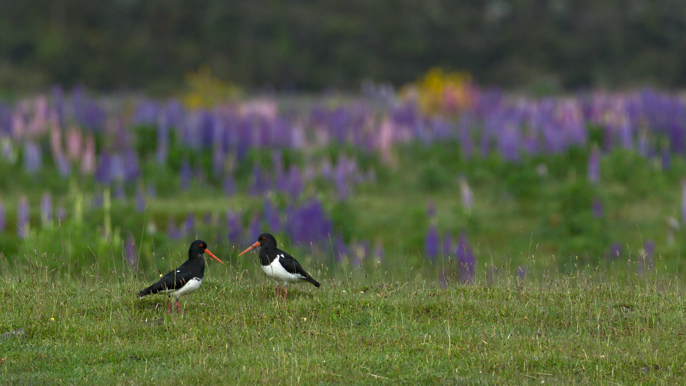 Against the backdrop of lupins