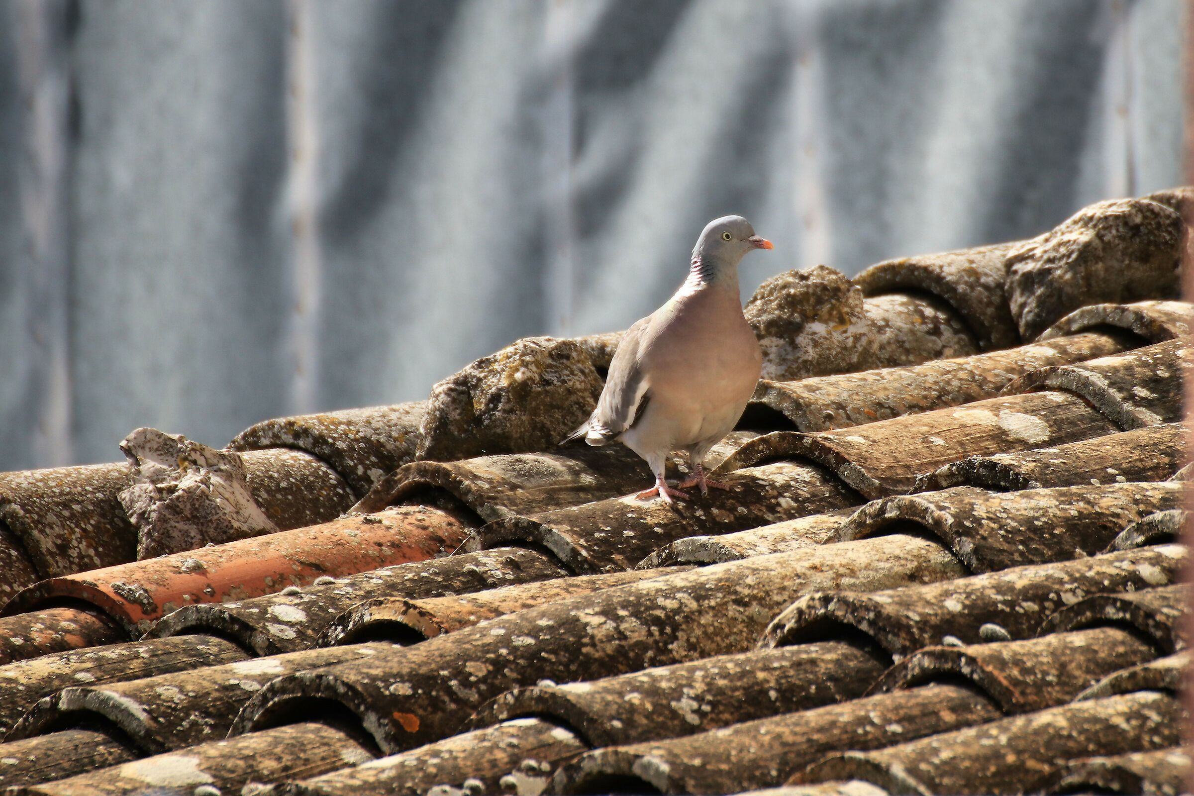 a spasso per i tetti