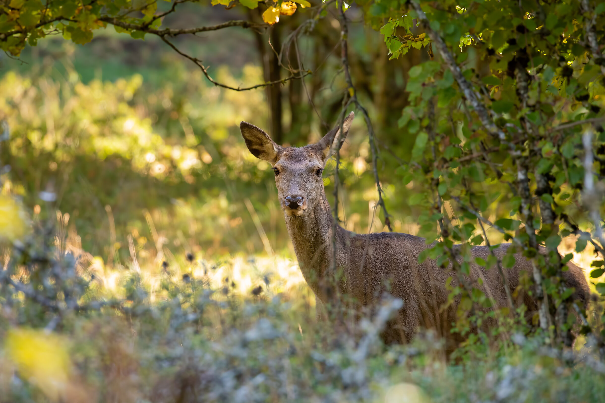 autumn deer