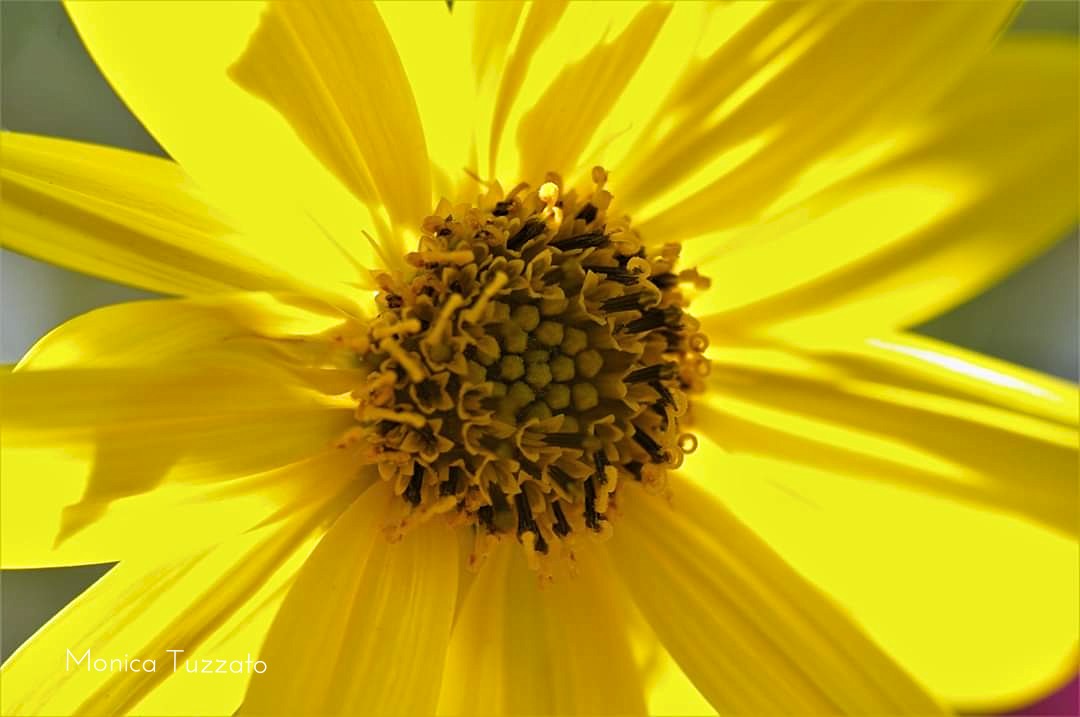 Giallo come il sole con Pentax K 20 D