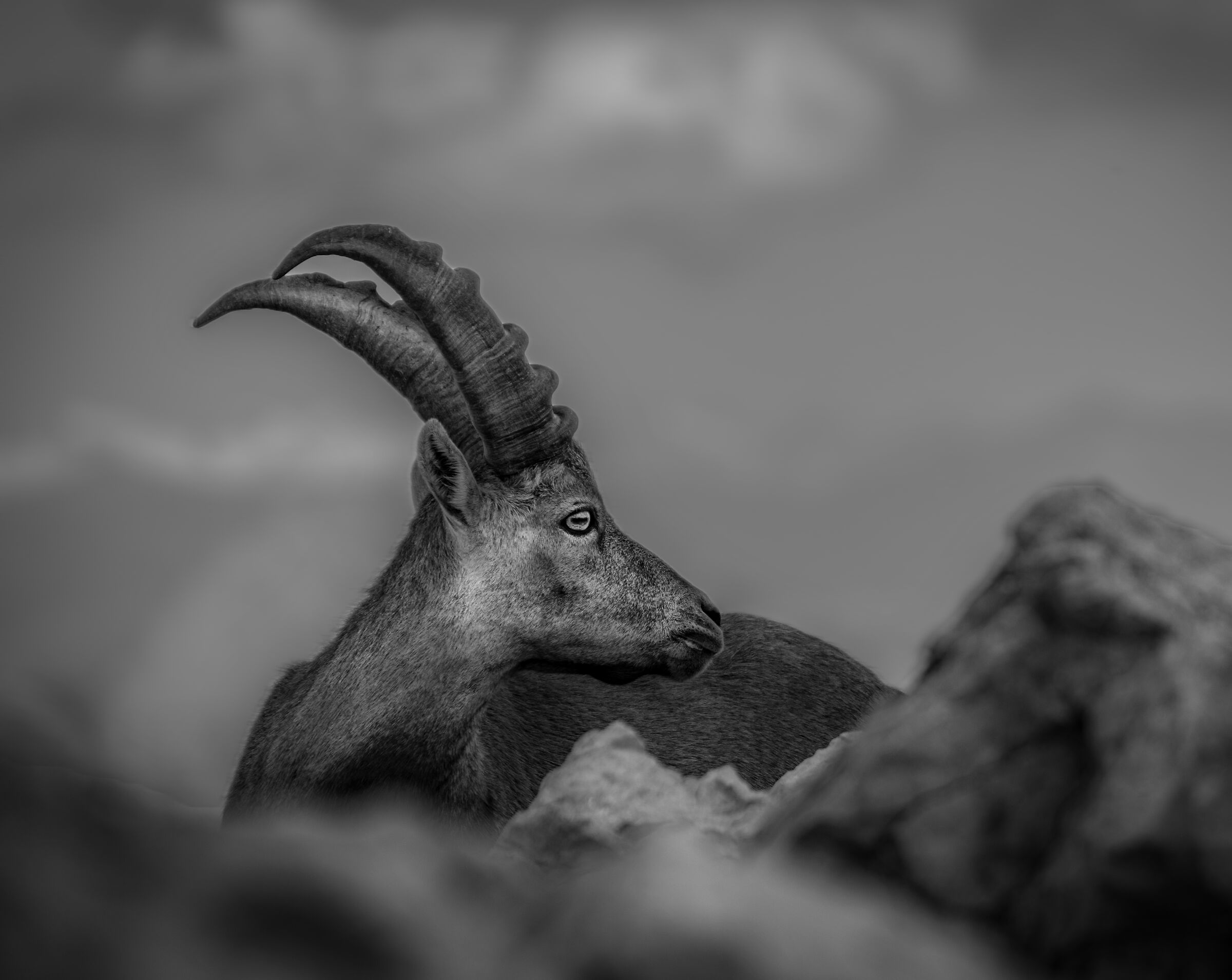 Black and white ibex
