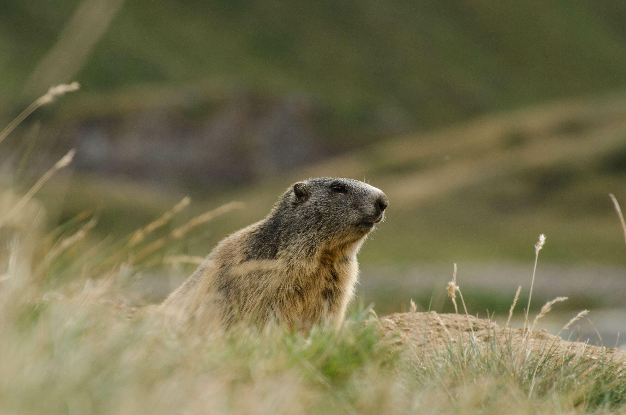 Marmotta (M.marmota)