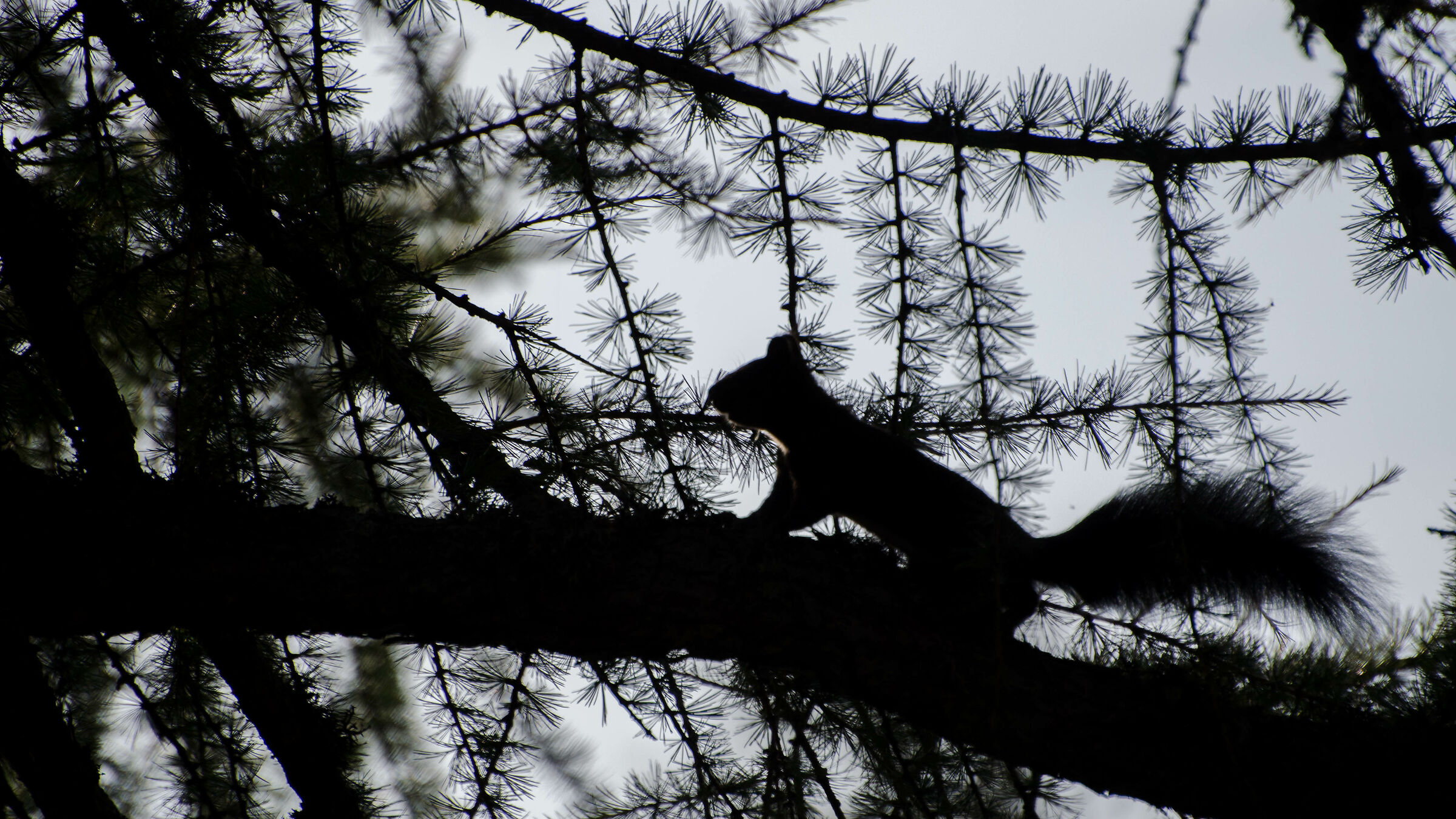 Scoiattolo (Sciurus vulgaris)