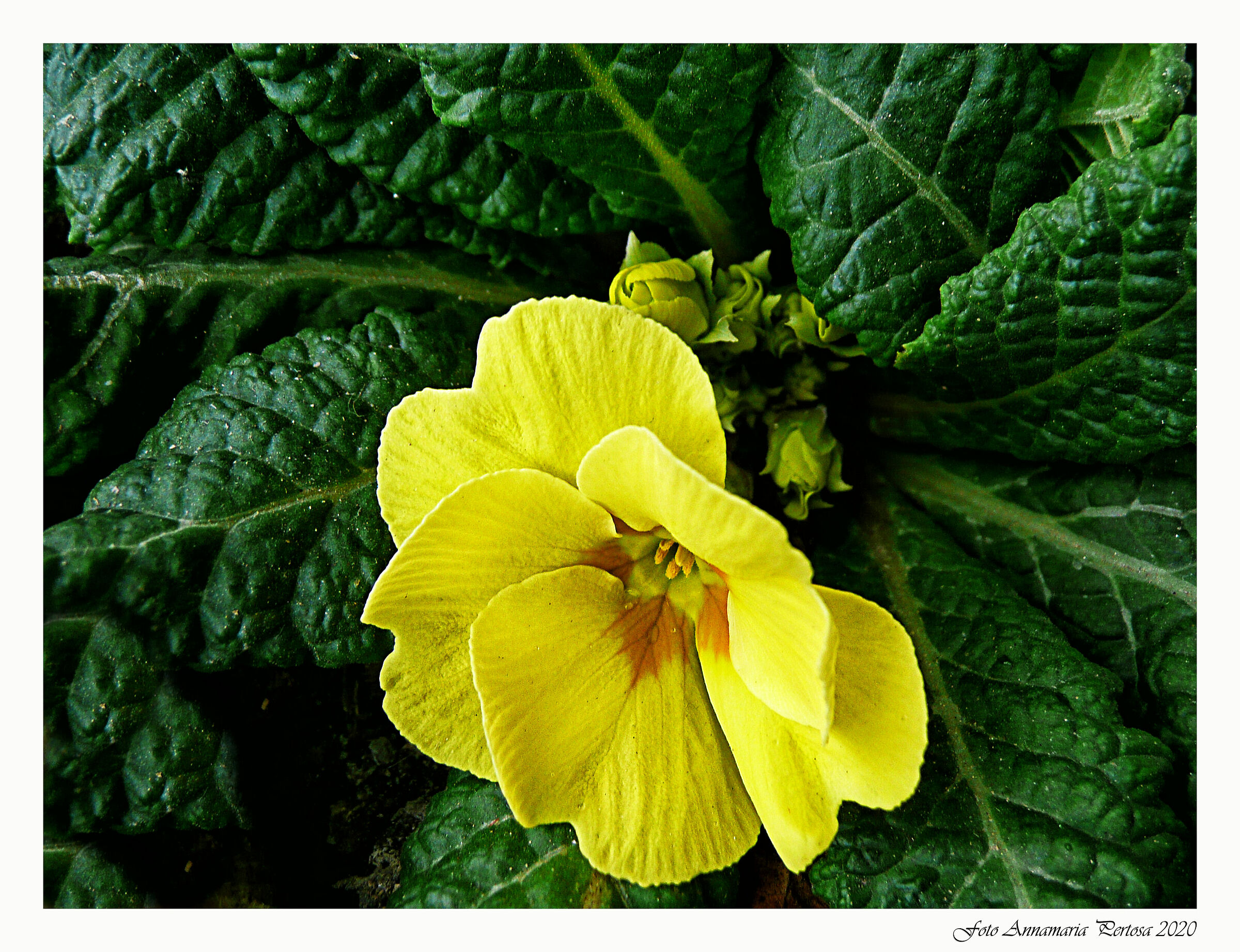 Oggi va di moda il giallo