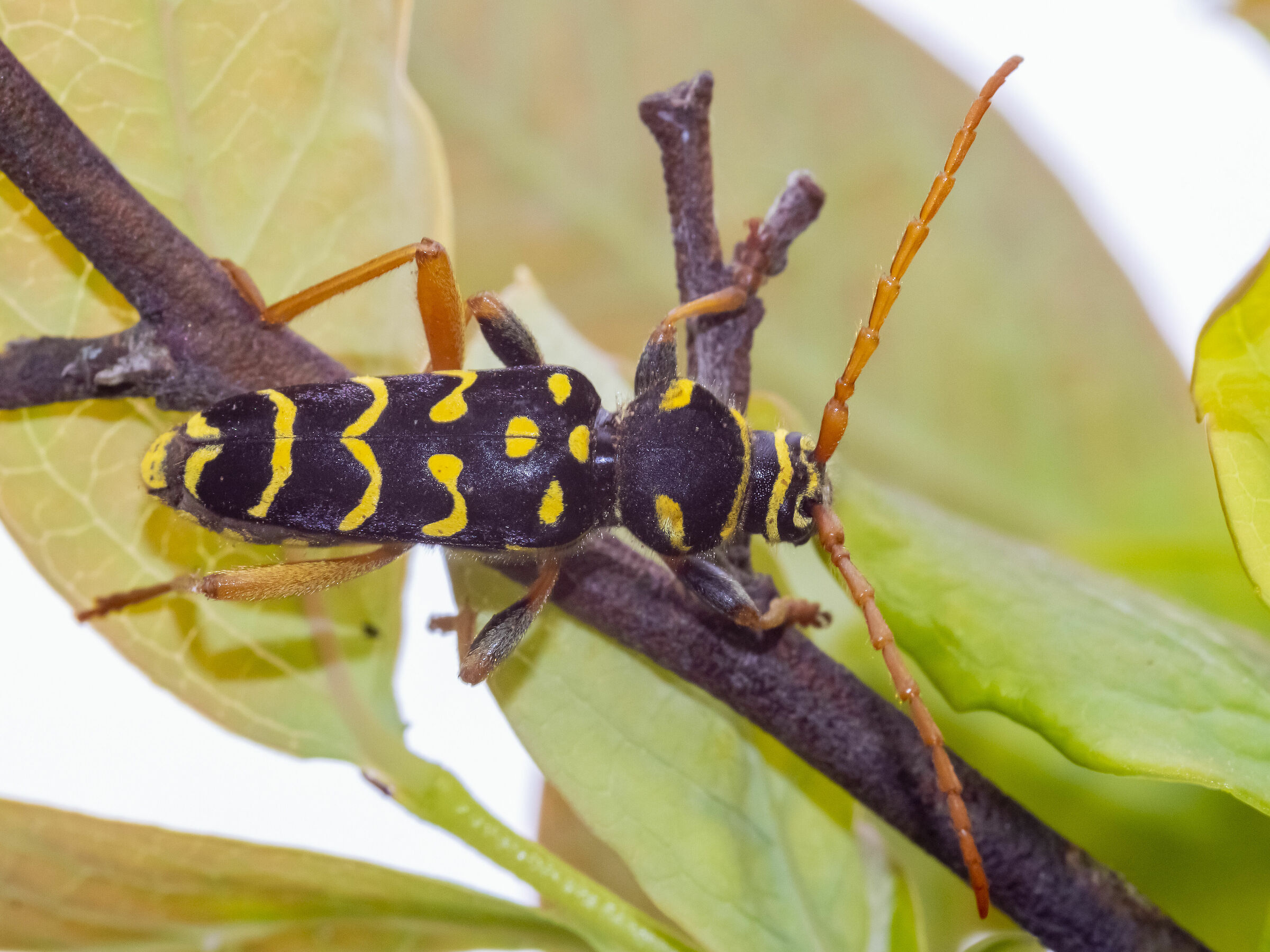 Plagionotus arcuatus (Coleottero vespa)