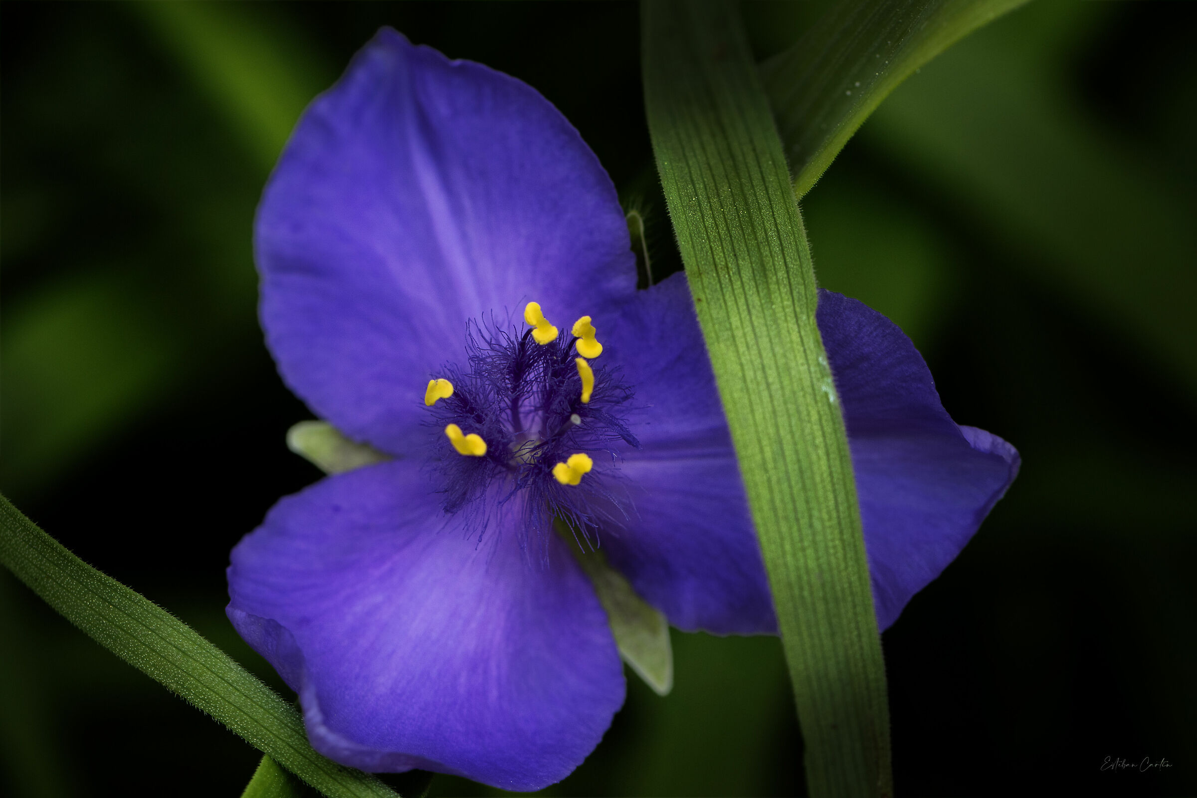 tradescantia