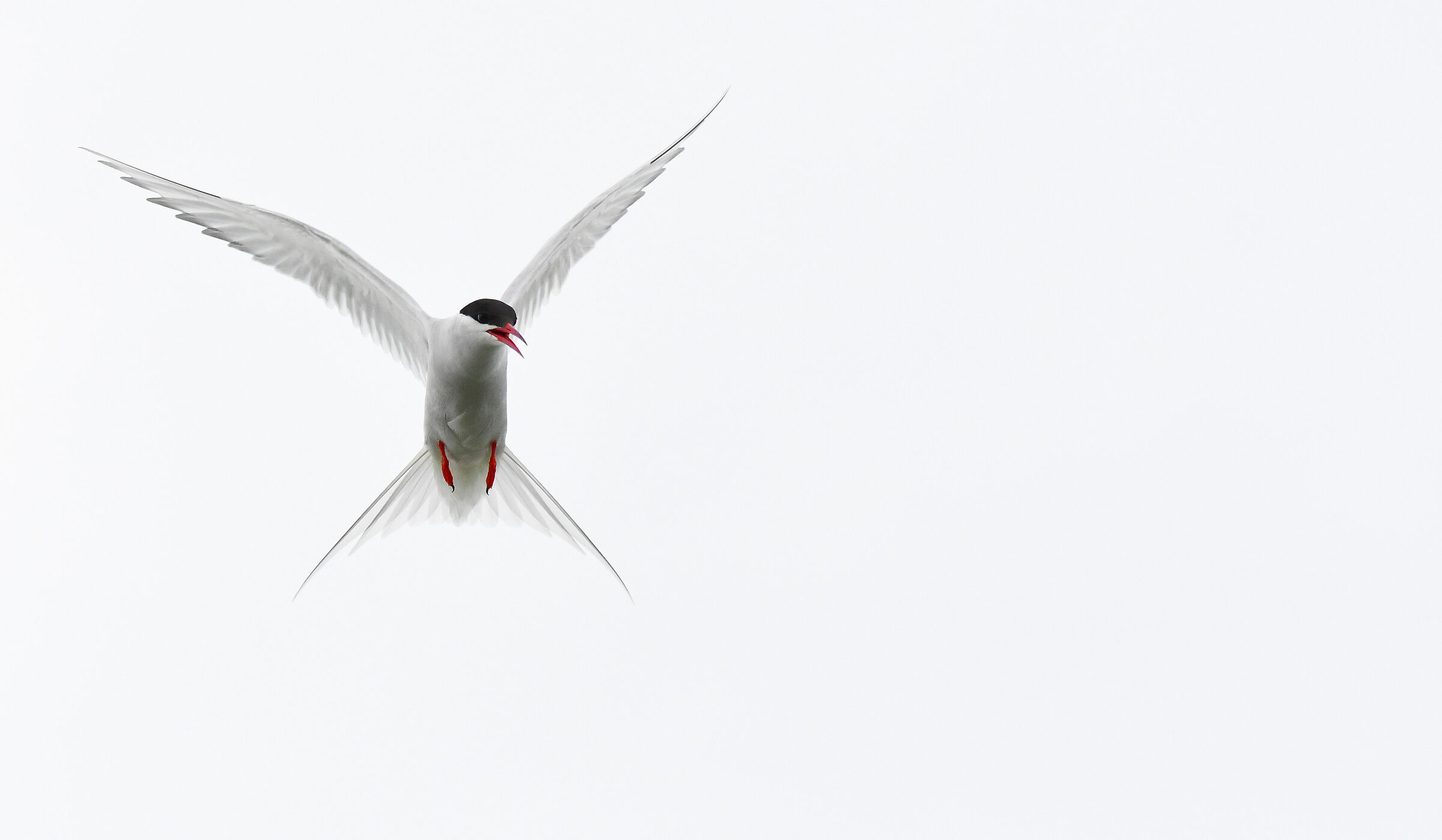 Sterna Artica in volo