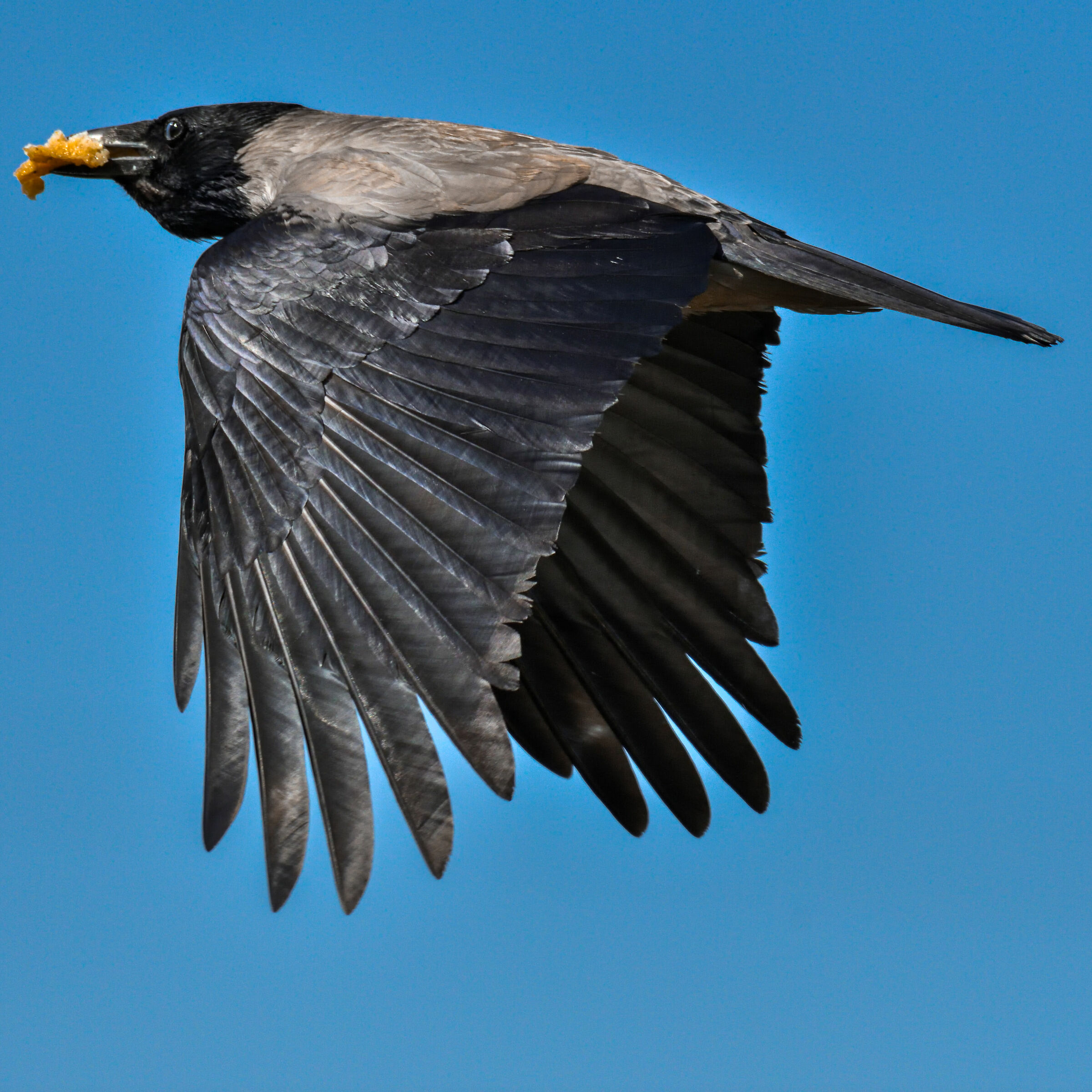 "Ladrona" in fuga... Cornacchia (Corvus corone)