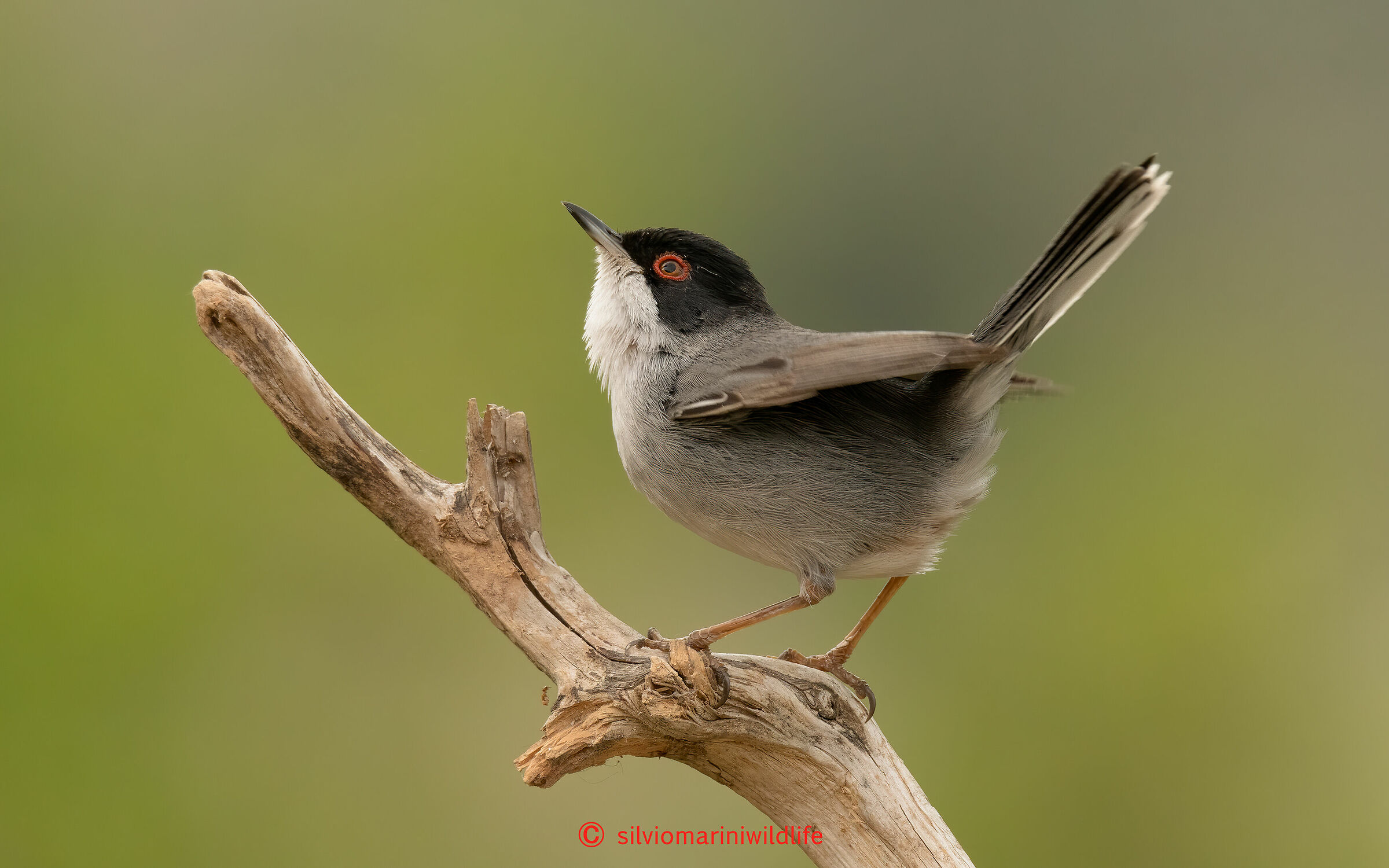 Occhiocotto  (Sylvia melanocephala)