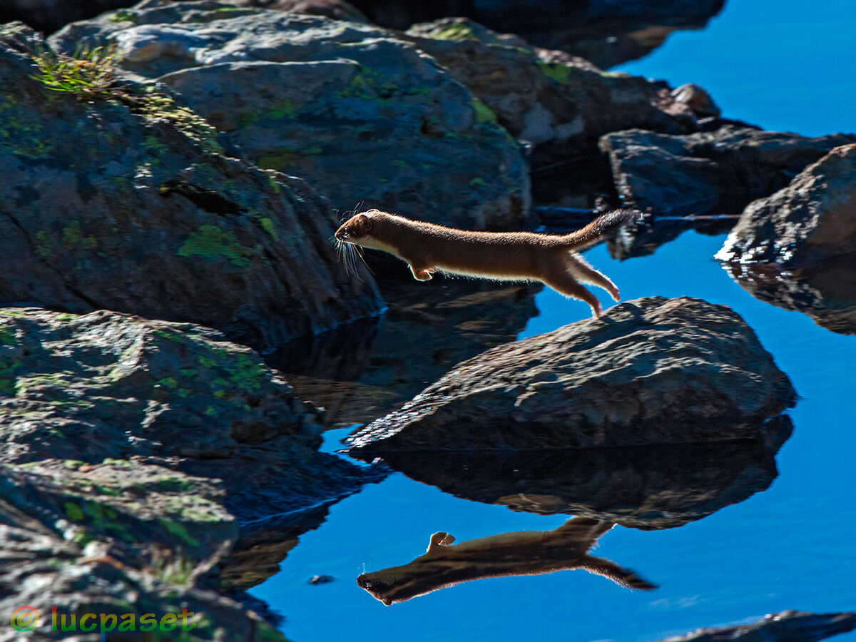 Ermellino con suo avatar