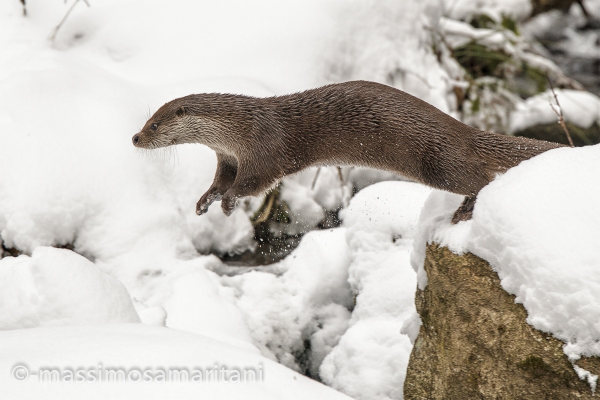 Otter ... the Bayerischer ...