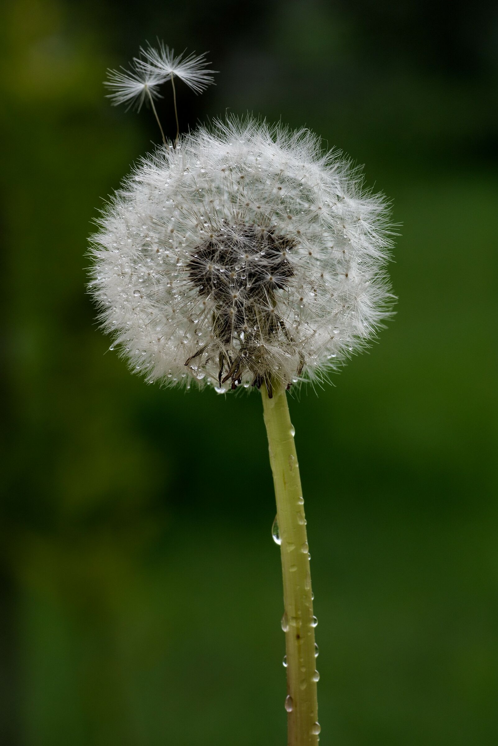 Dandelion