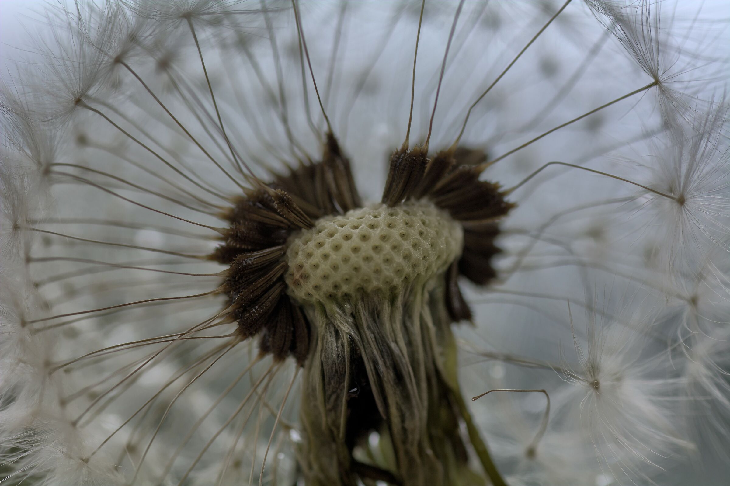 in the heart of the dandelion