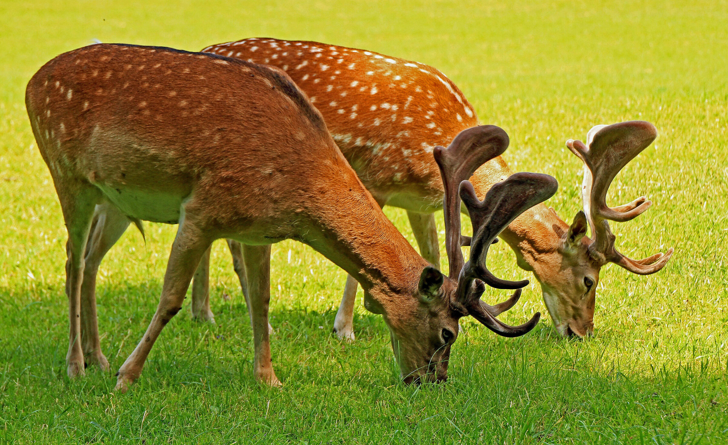 Fallow deer