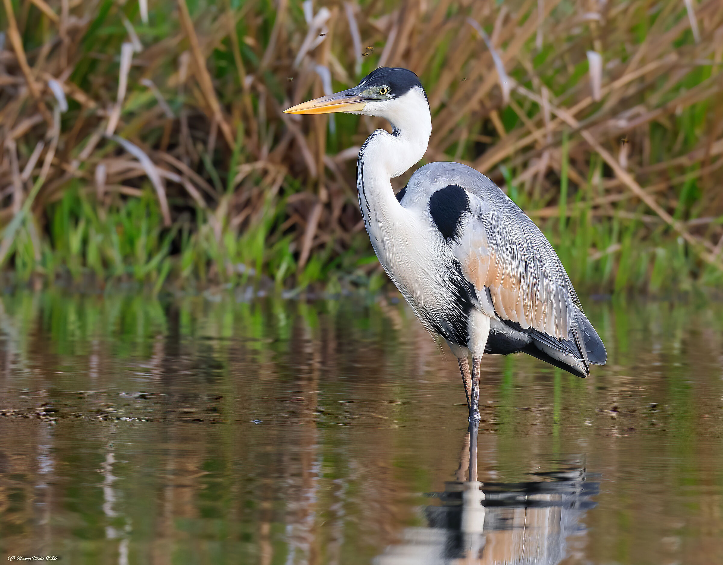 Heron Cocoi (Ardea cocoi)
