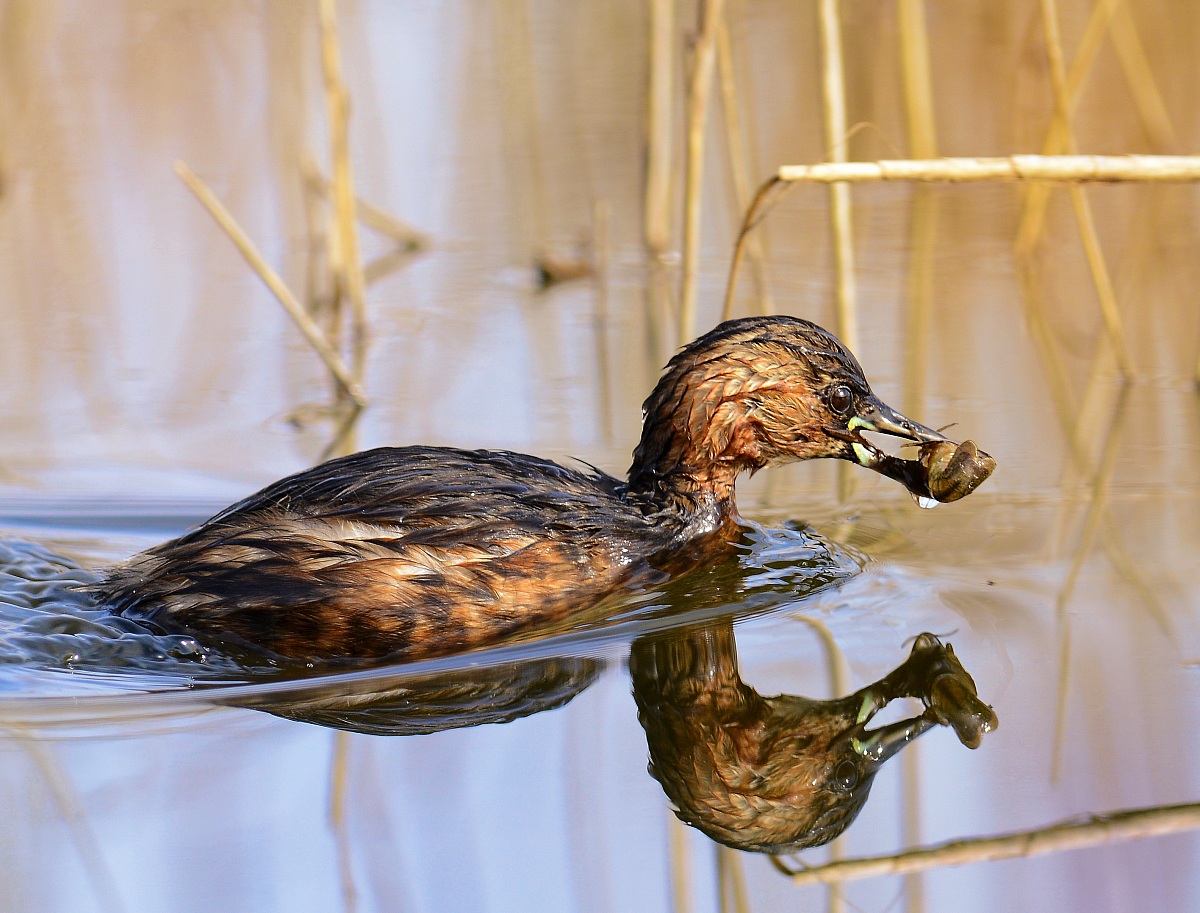 a pranzo...gamberetti!!(shrimp for lunch)
