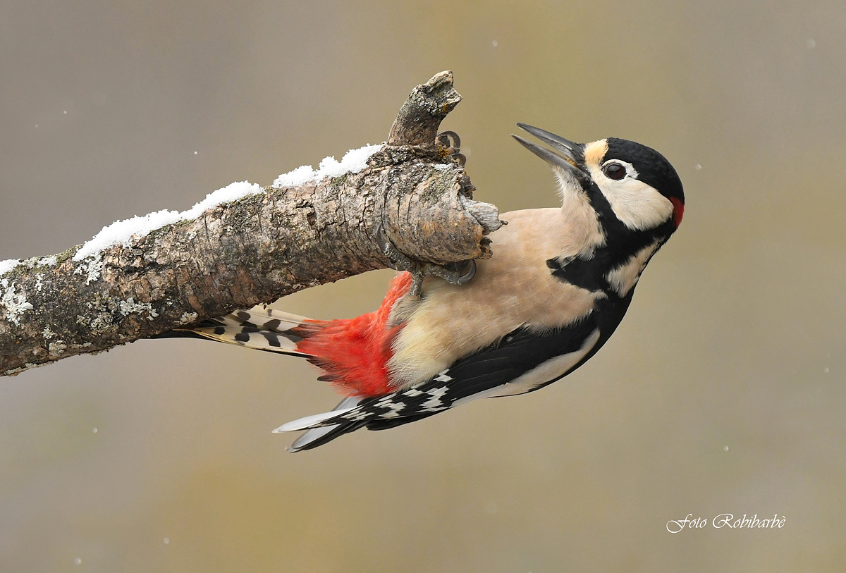 Picchio rosso maggiore....
