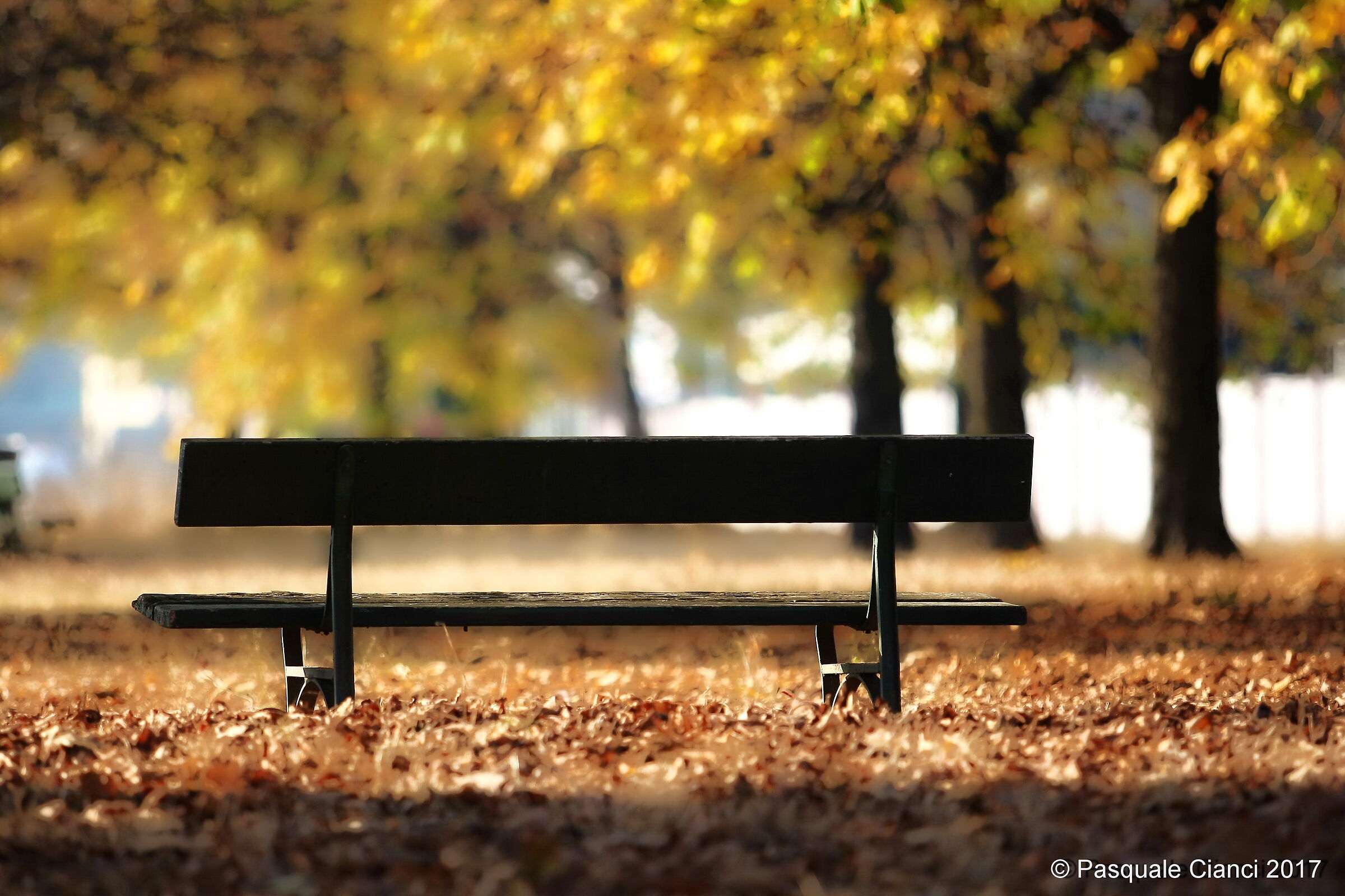 Panchina solitaria in estate