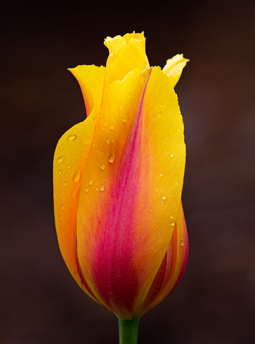 Backyard Tulip