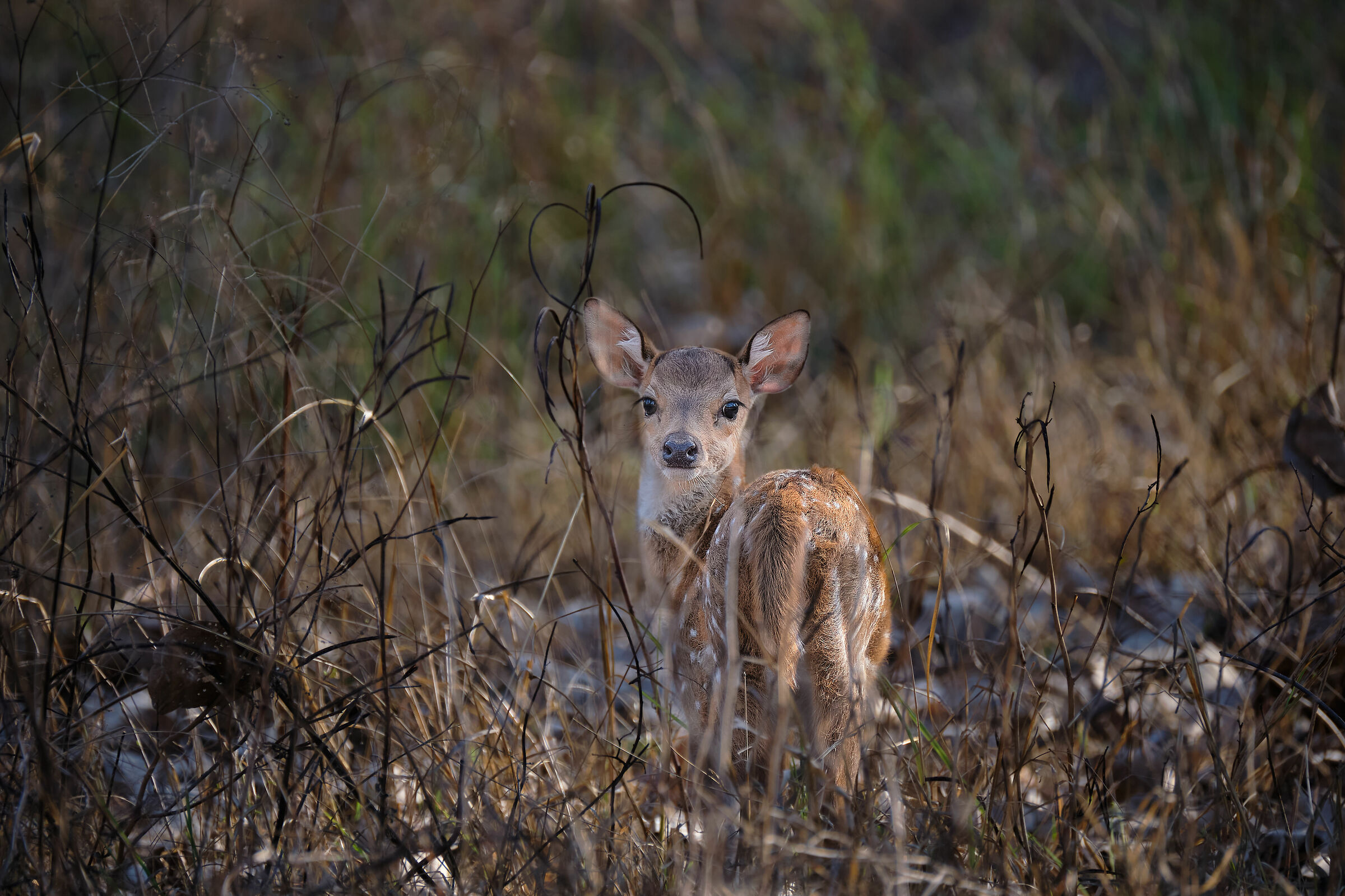 Cervo maculato (Chital)