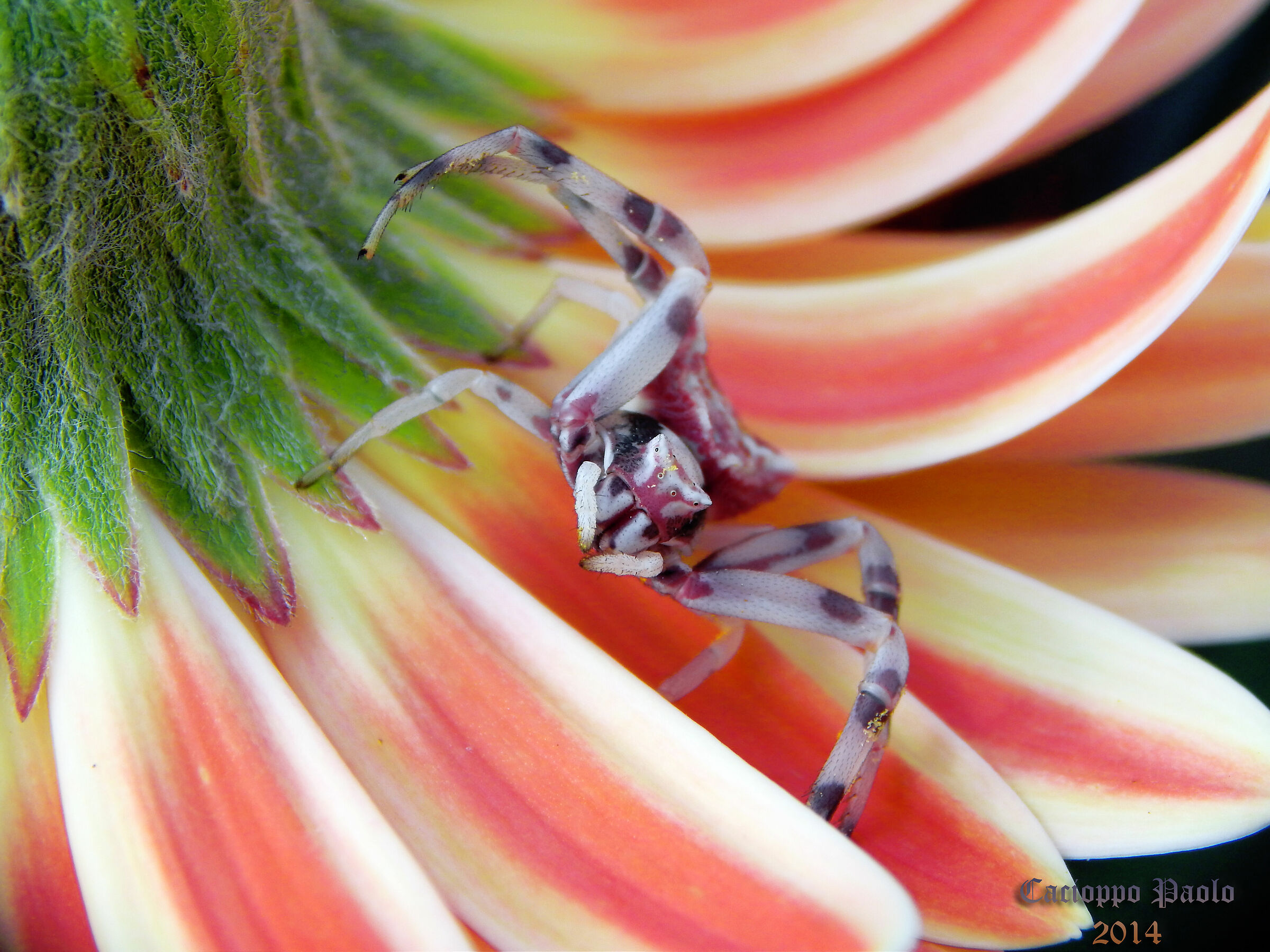 ragno sul fiore