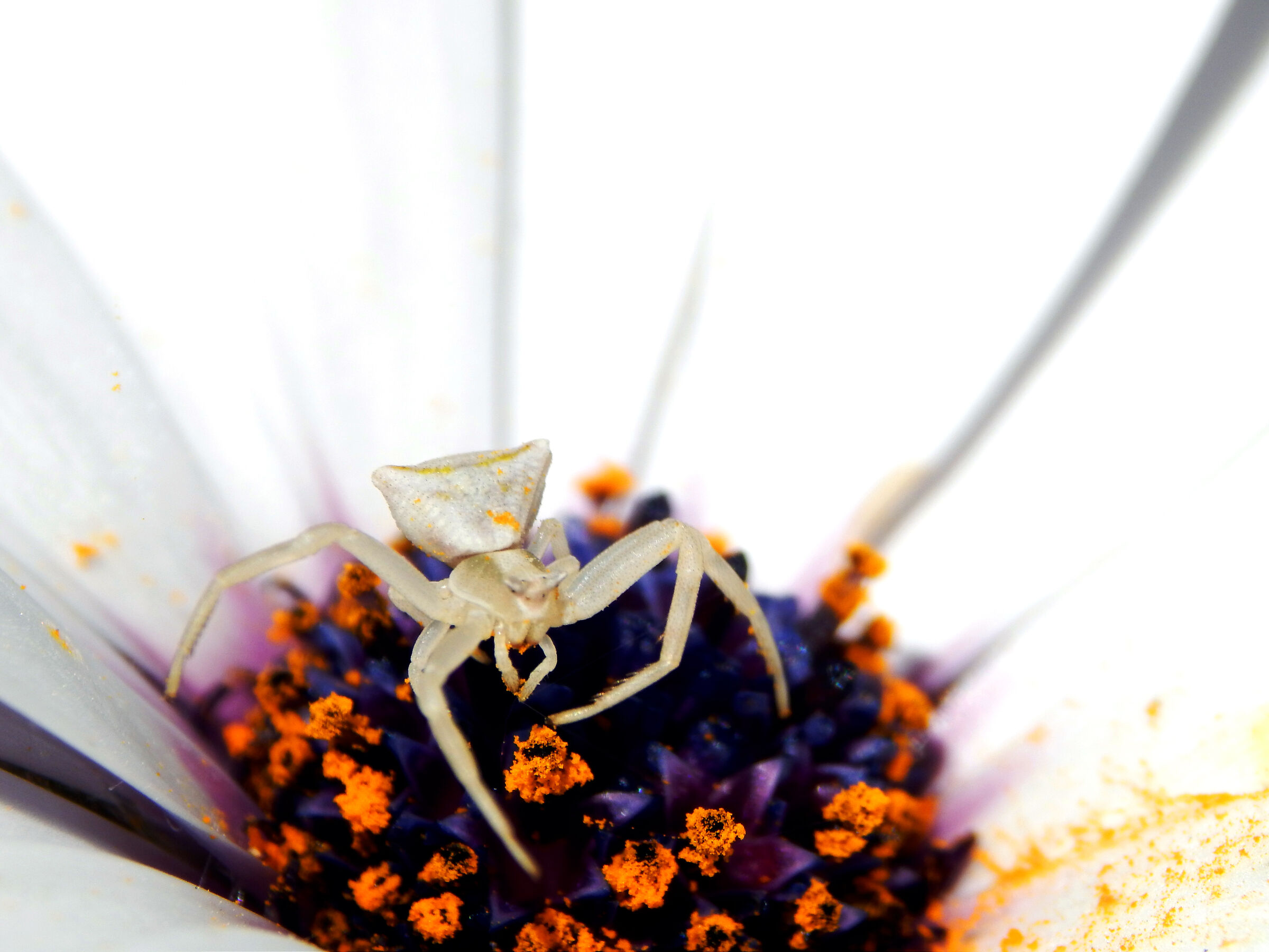 Ragno su fiore 2