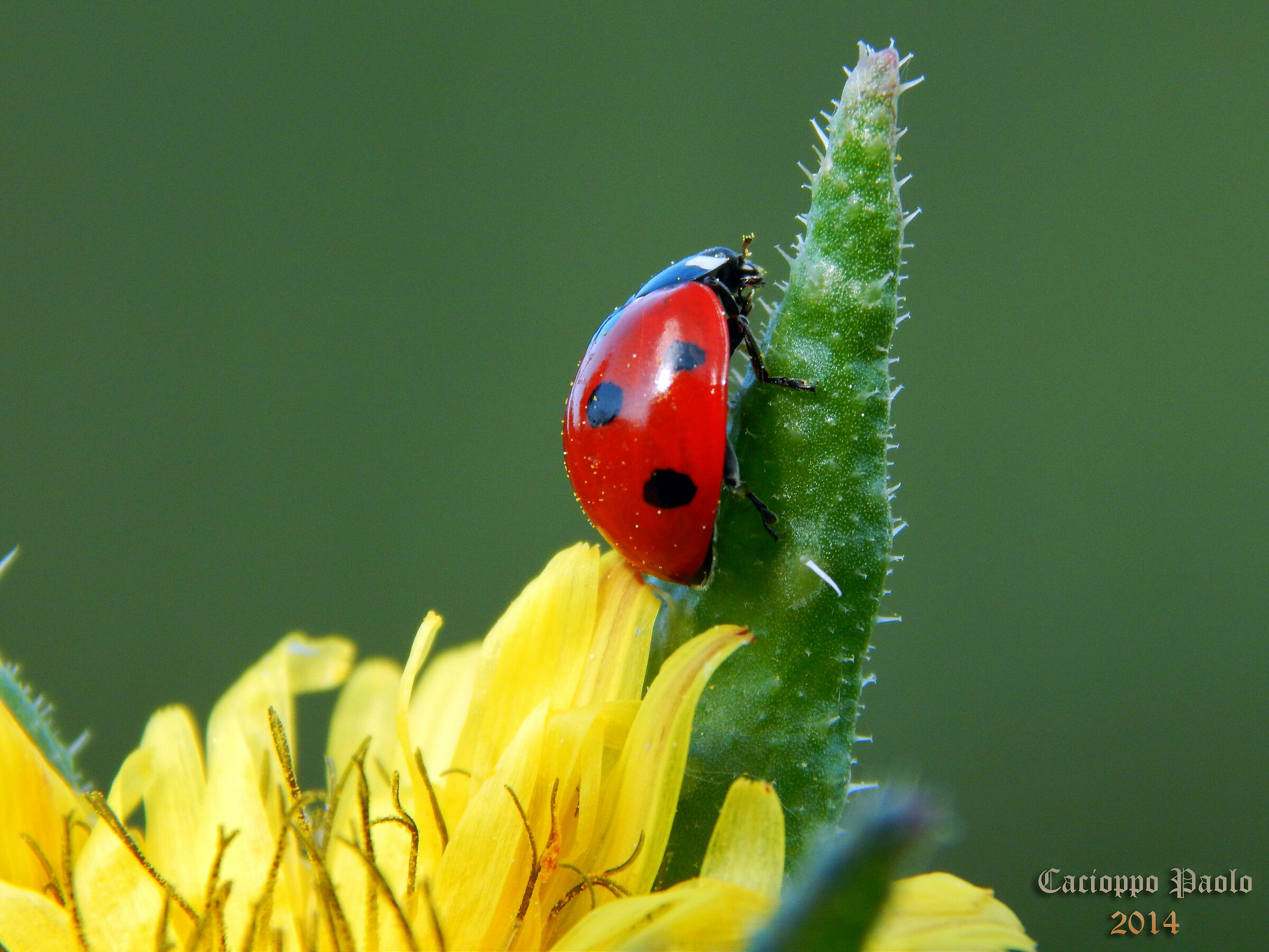 coccinella in salita
