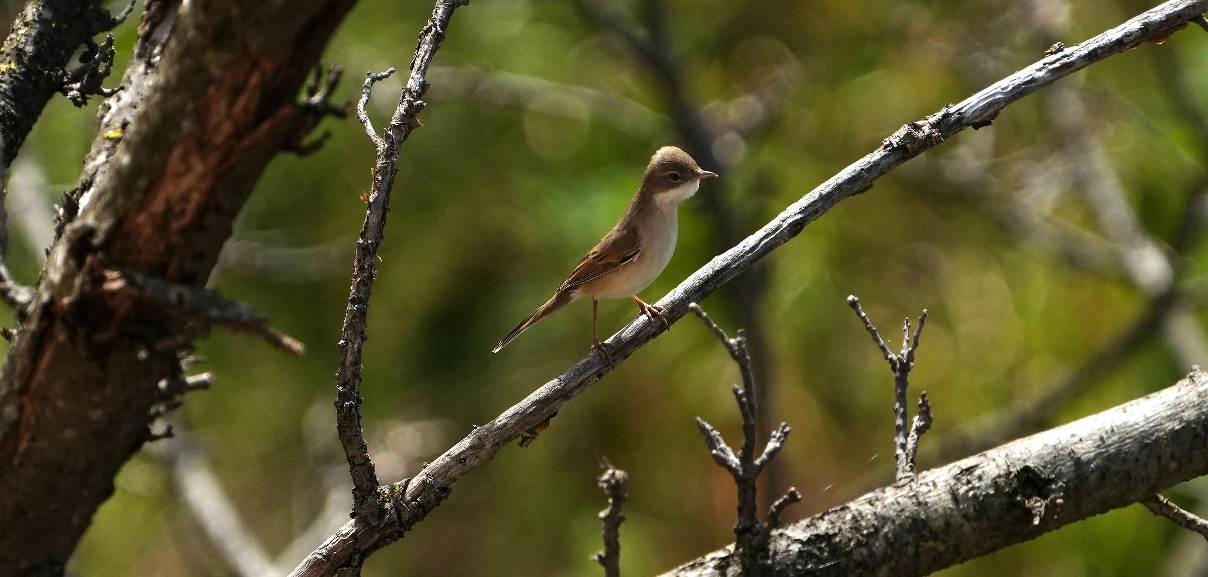 Bird I