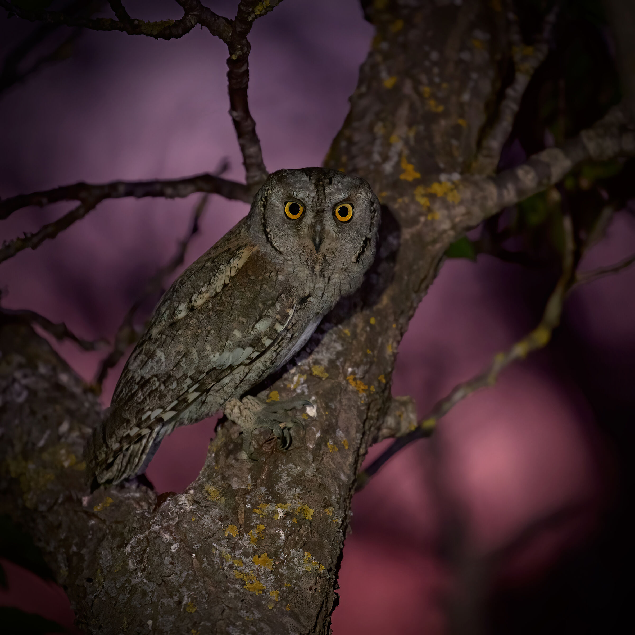 ..assiolo al tramonto..