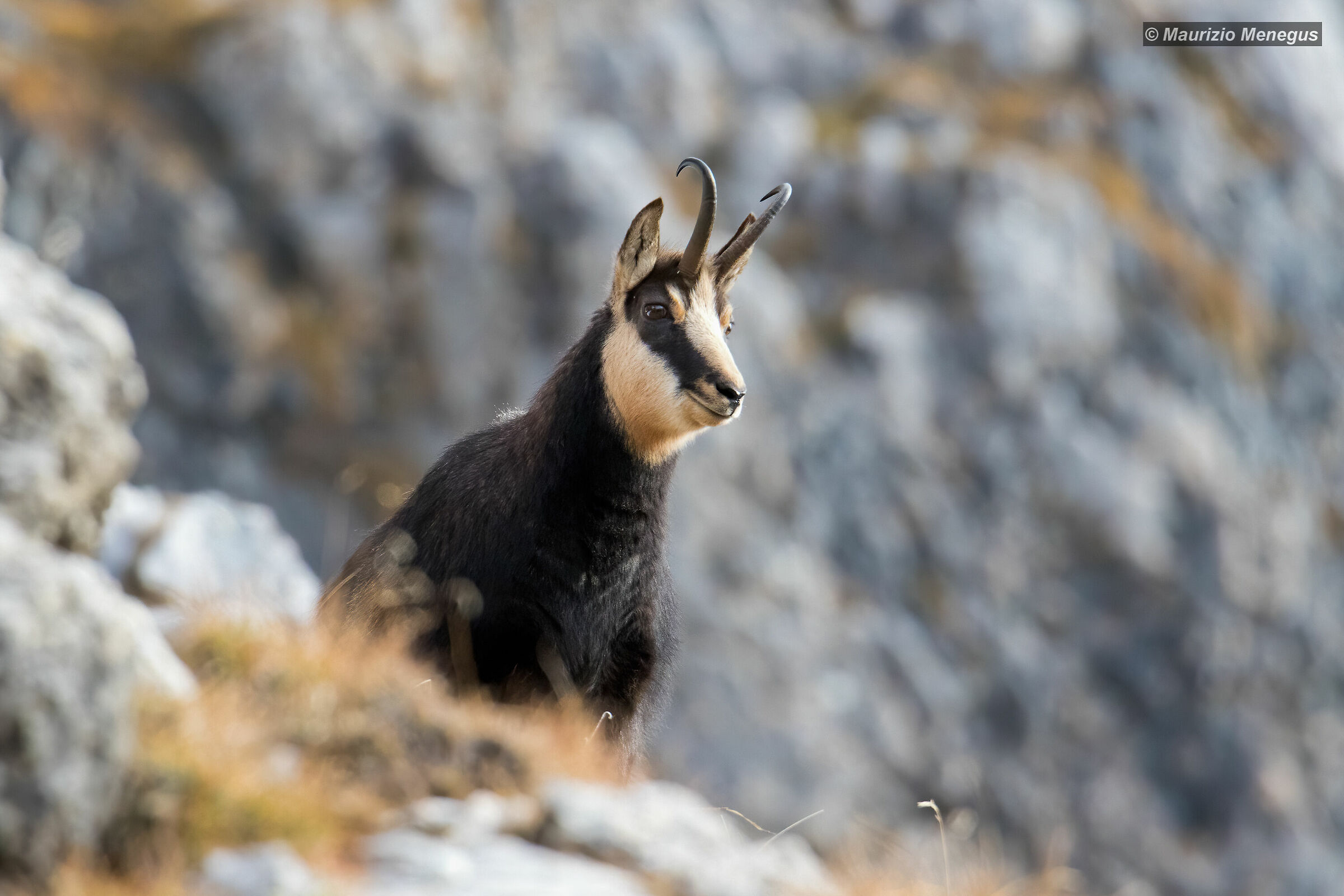 Camoscio maschio Novembre 2018 Dolomiti