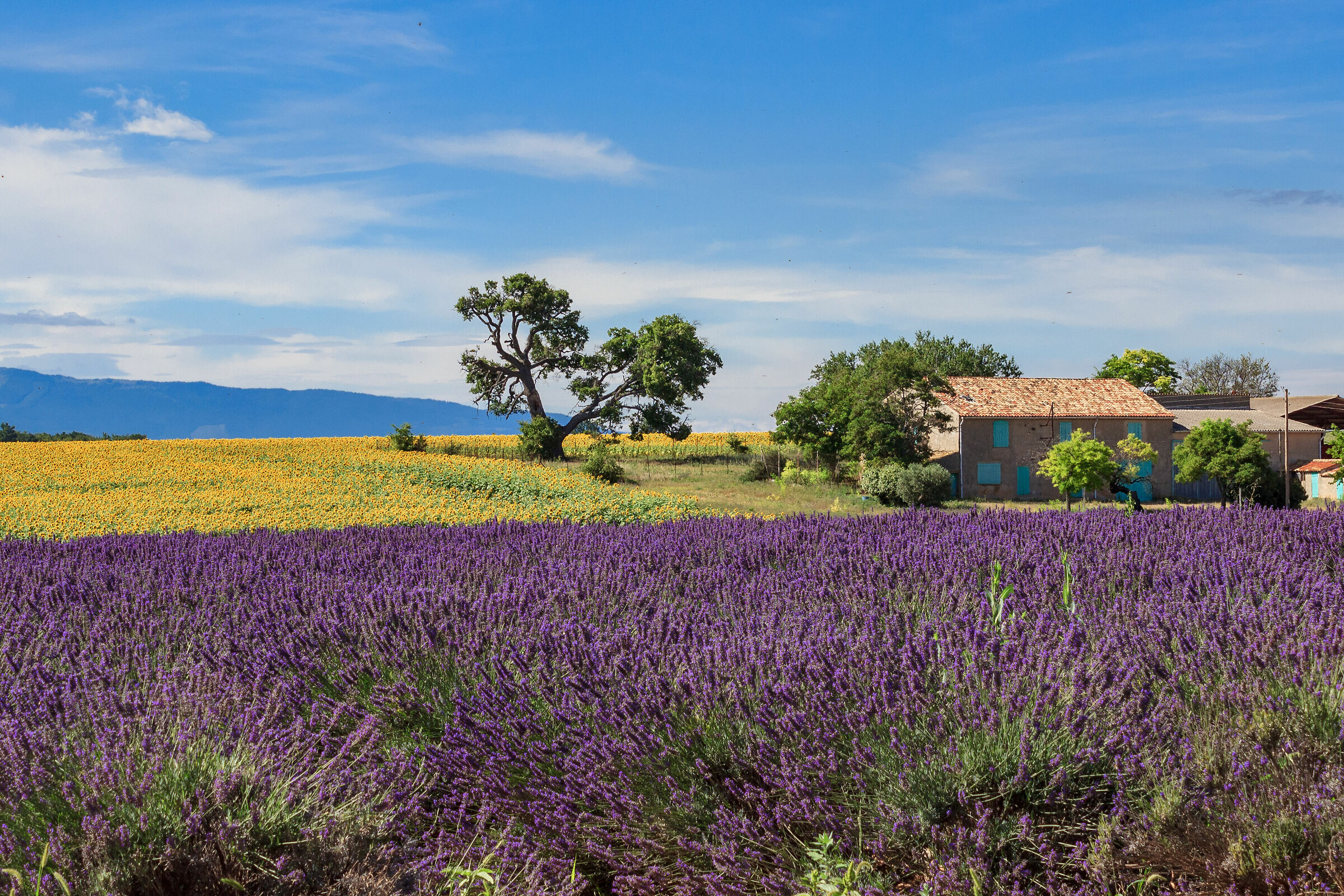 Lavender and sunflowers