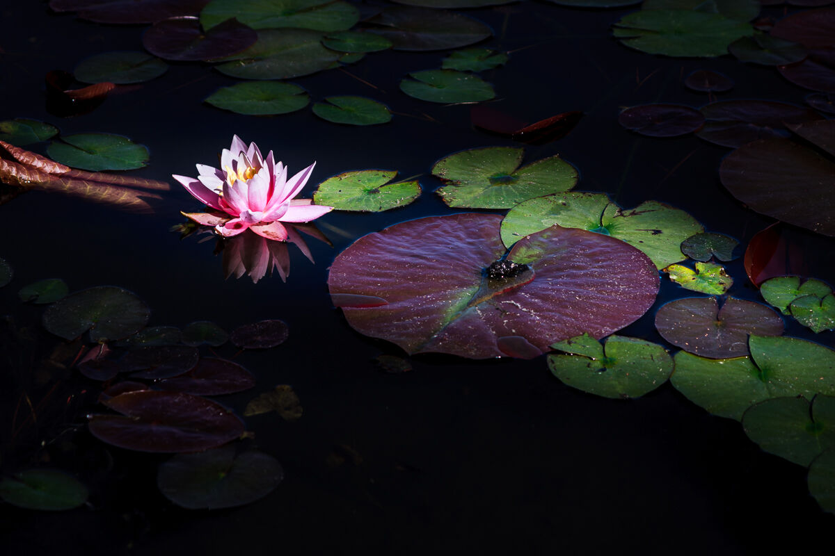 The water lilies of the villa ...