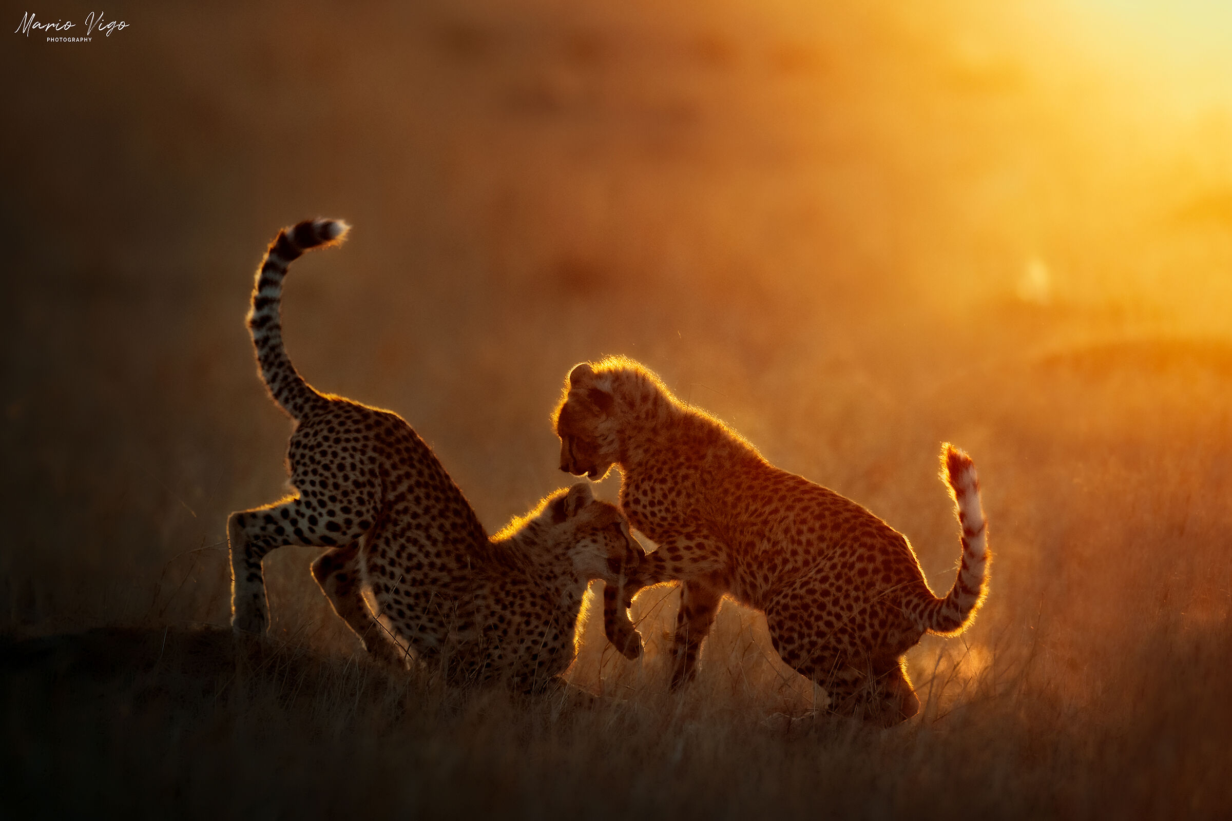 Giochi nella luce dorata