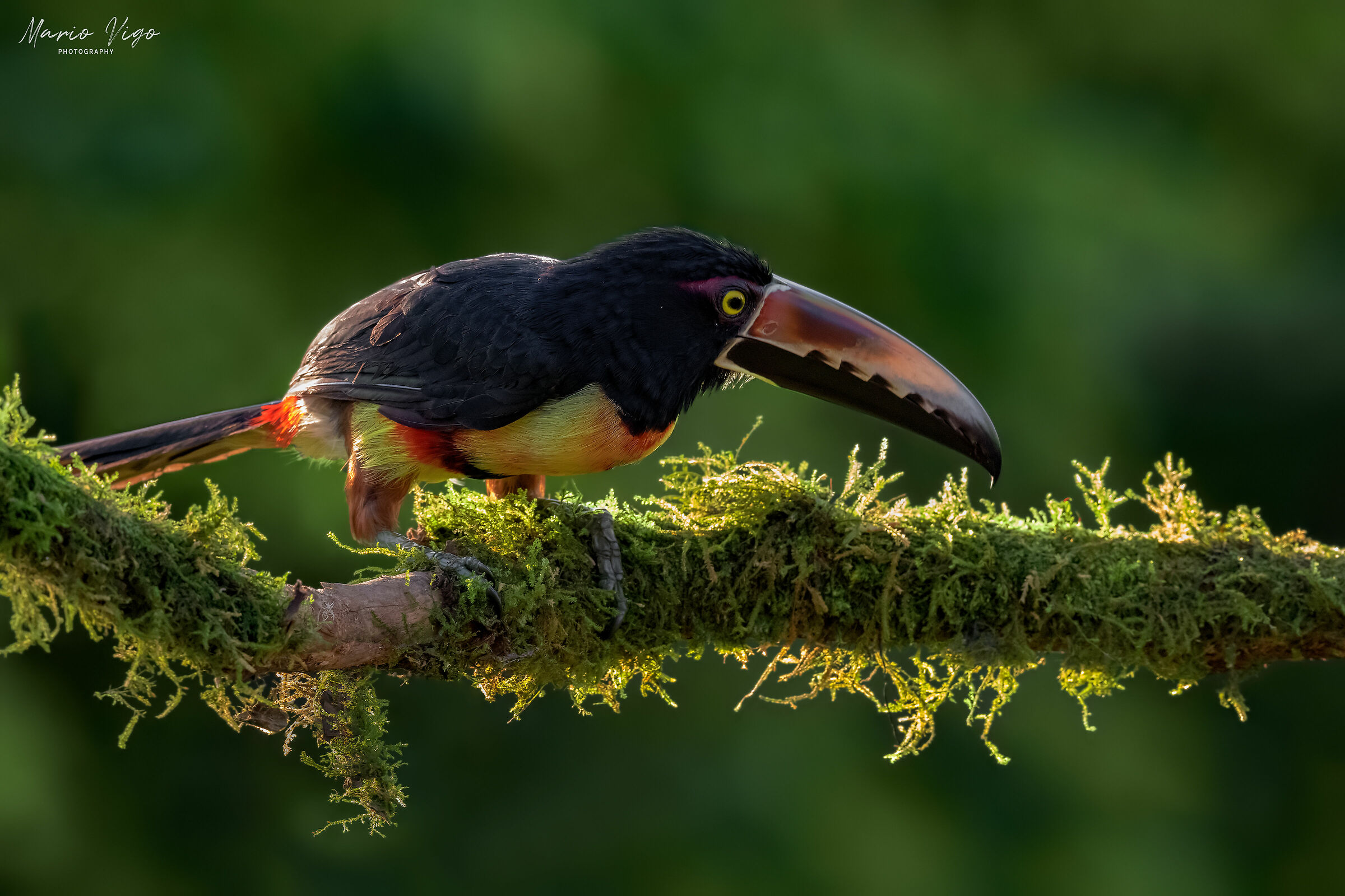 Aracari dal collare