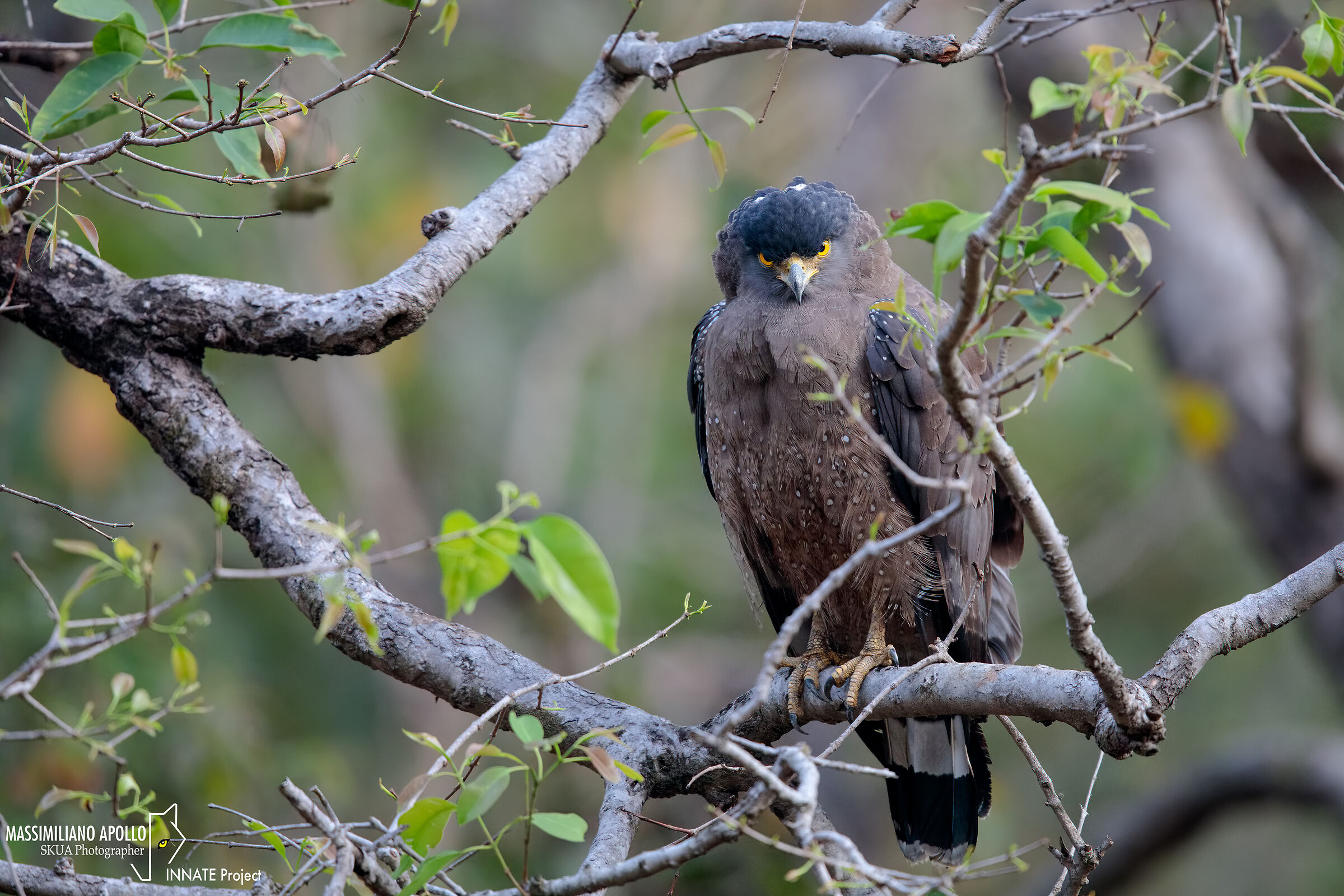 crested serpent eagle..