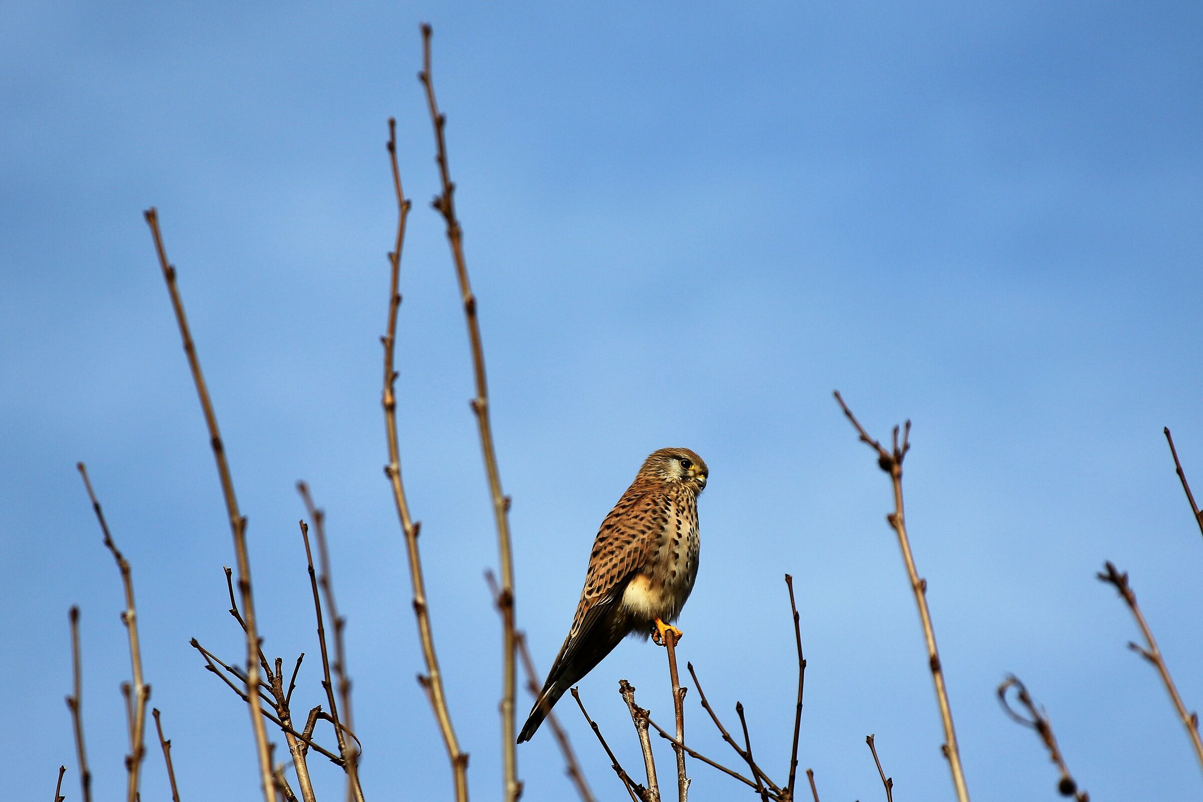 Kestrel