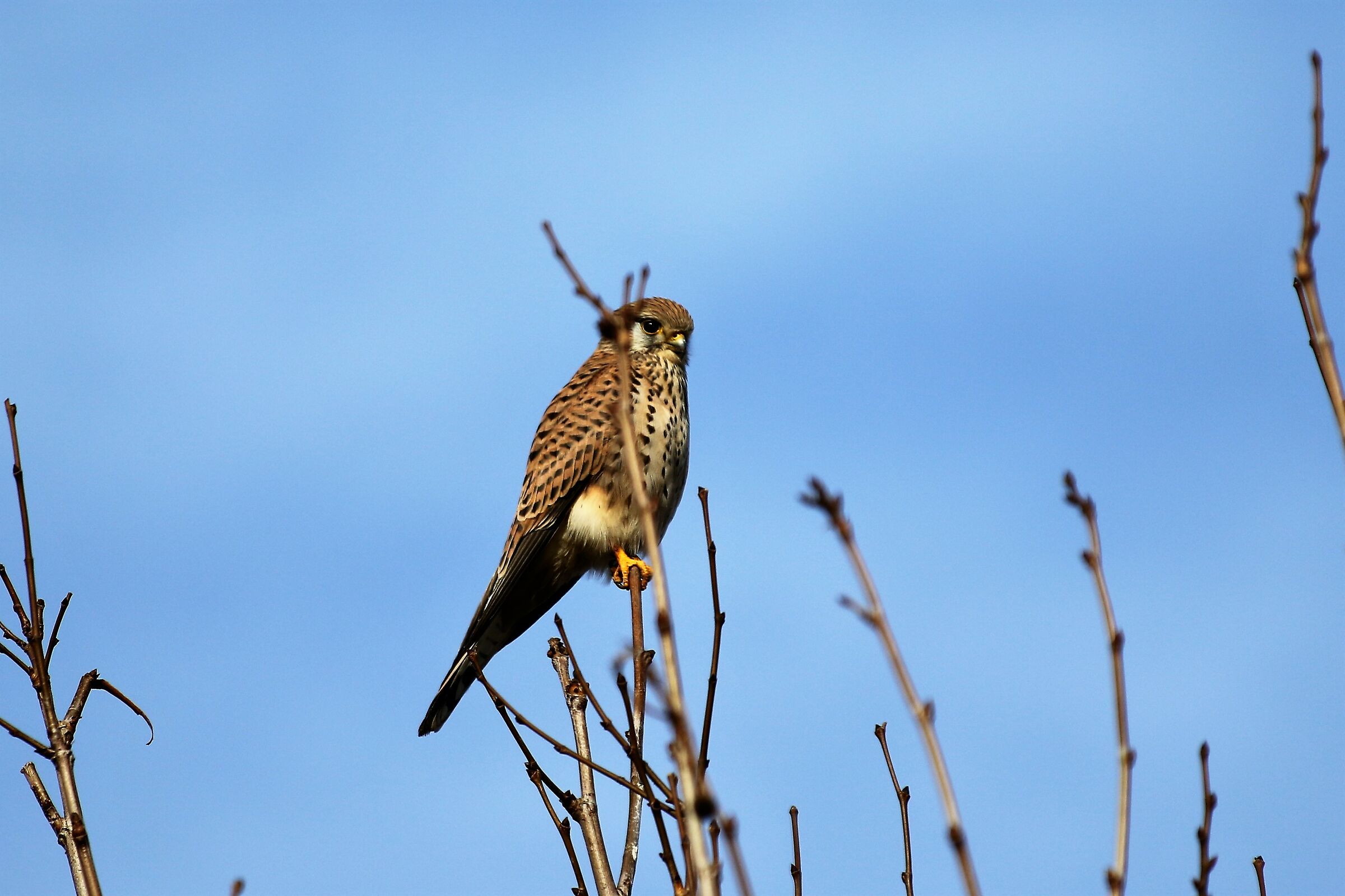 Kestrel