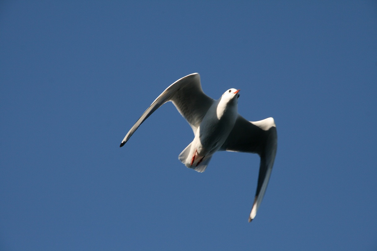 Seagull in flight