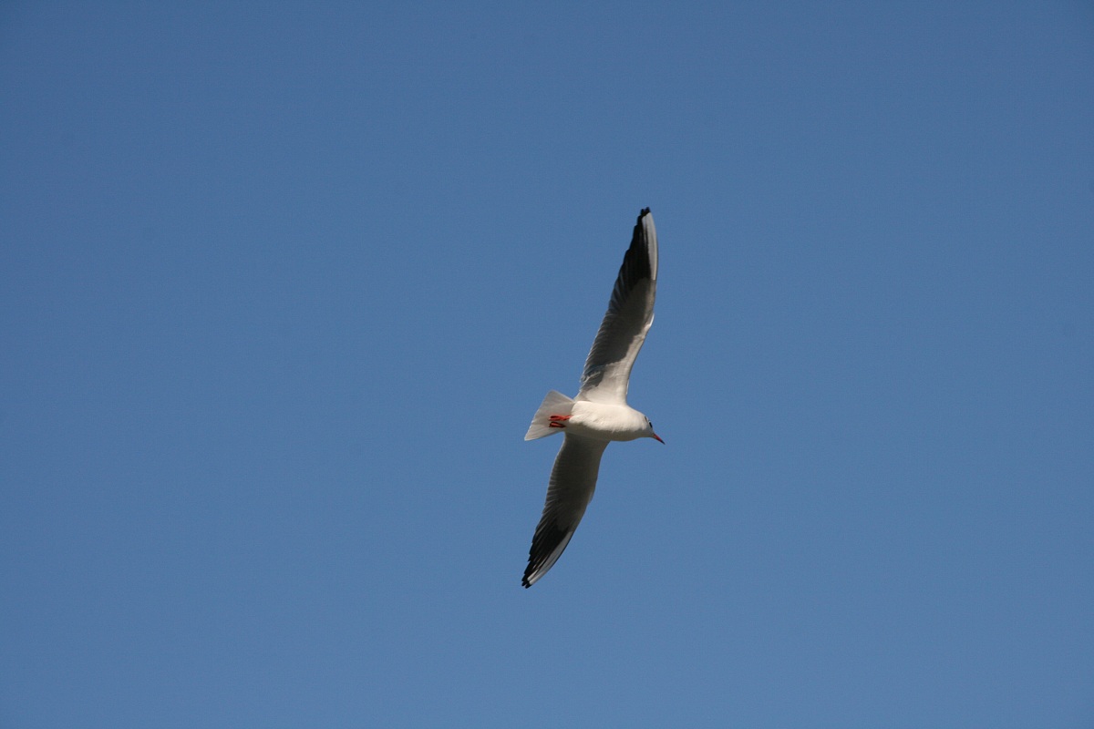 Gull in flight 2