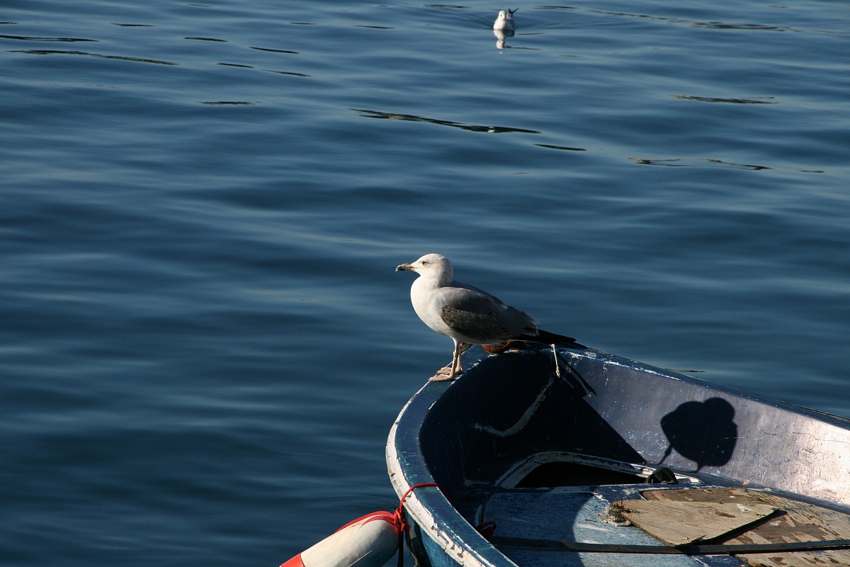 Seagull
