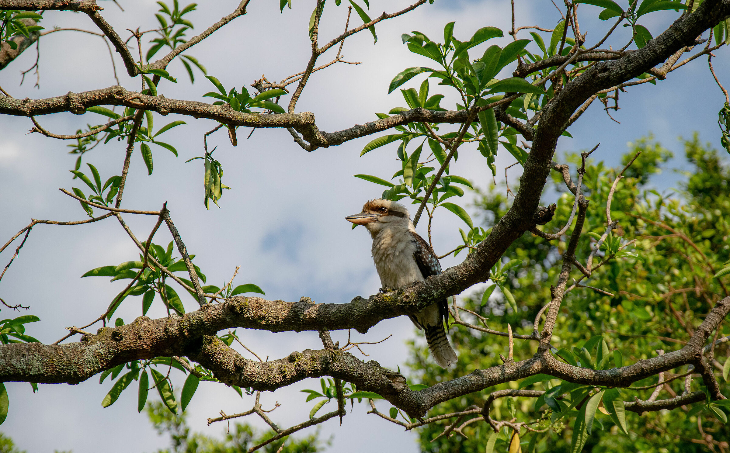 Kookaburra sghignazzante