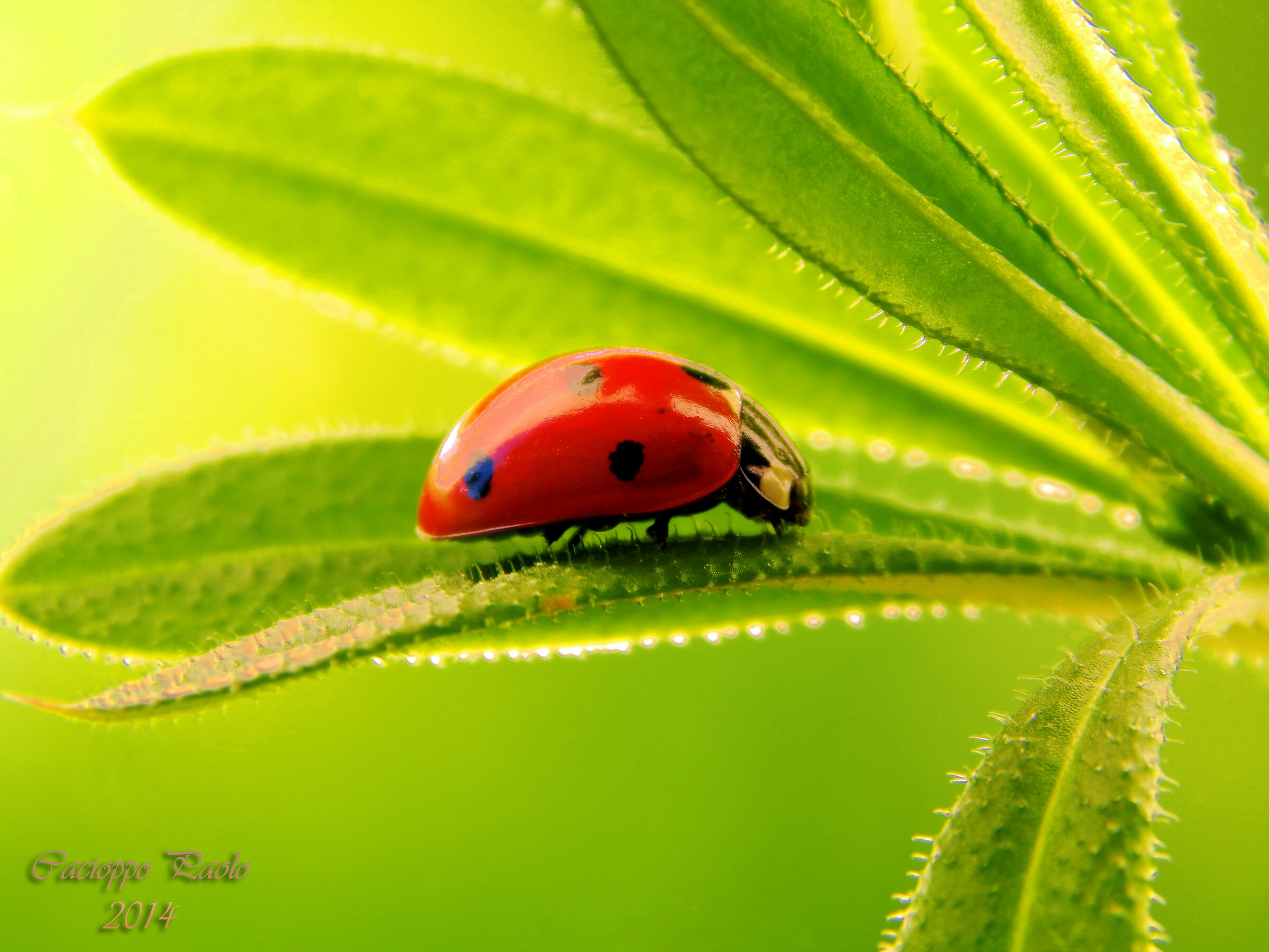 coccinella