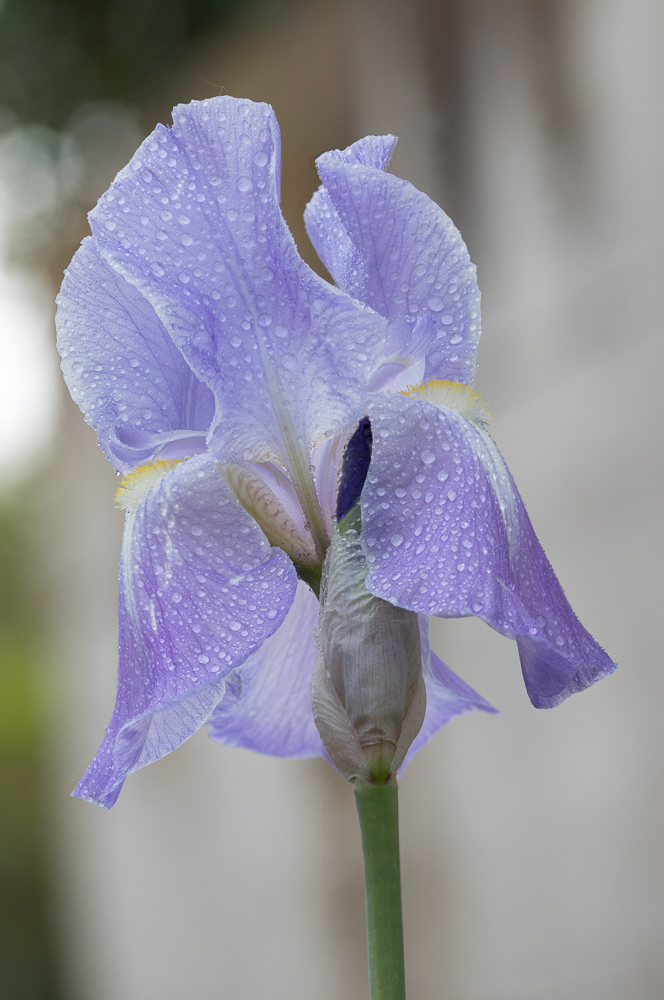 iris