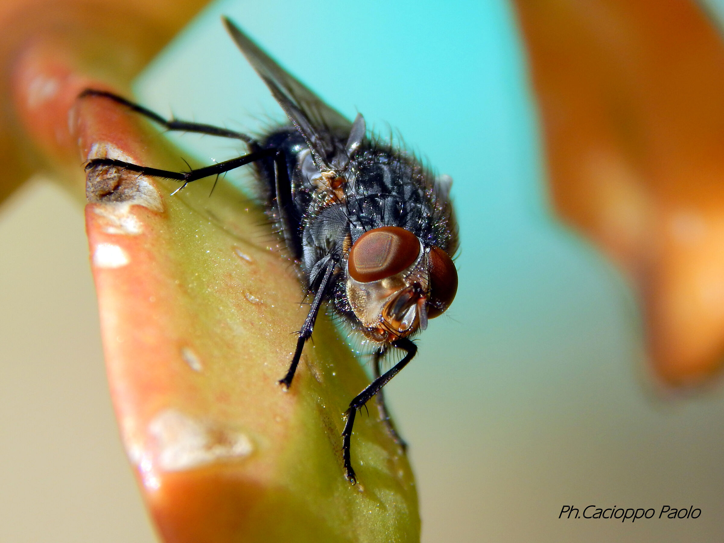 mosca
