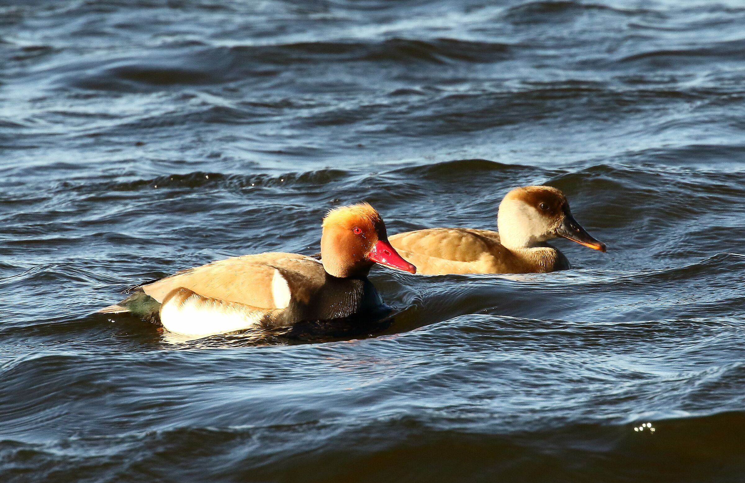 Turkish fist, couple goes fishing in the evening