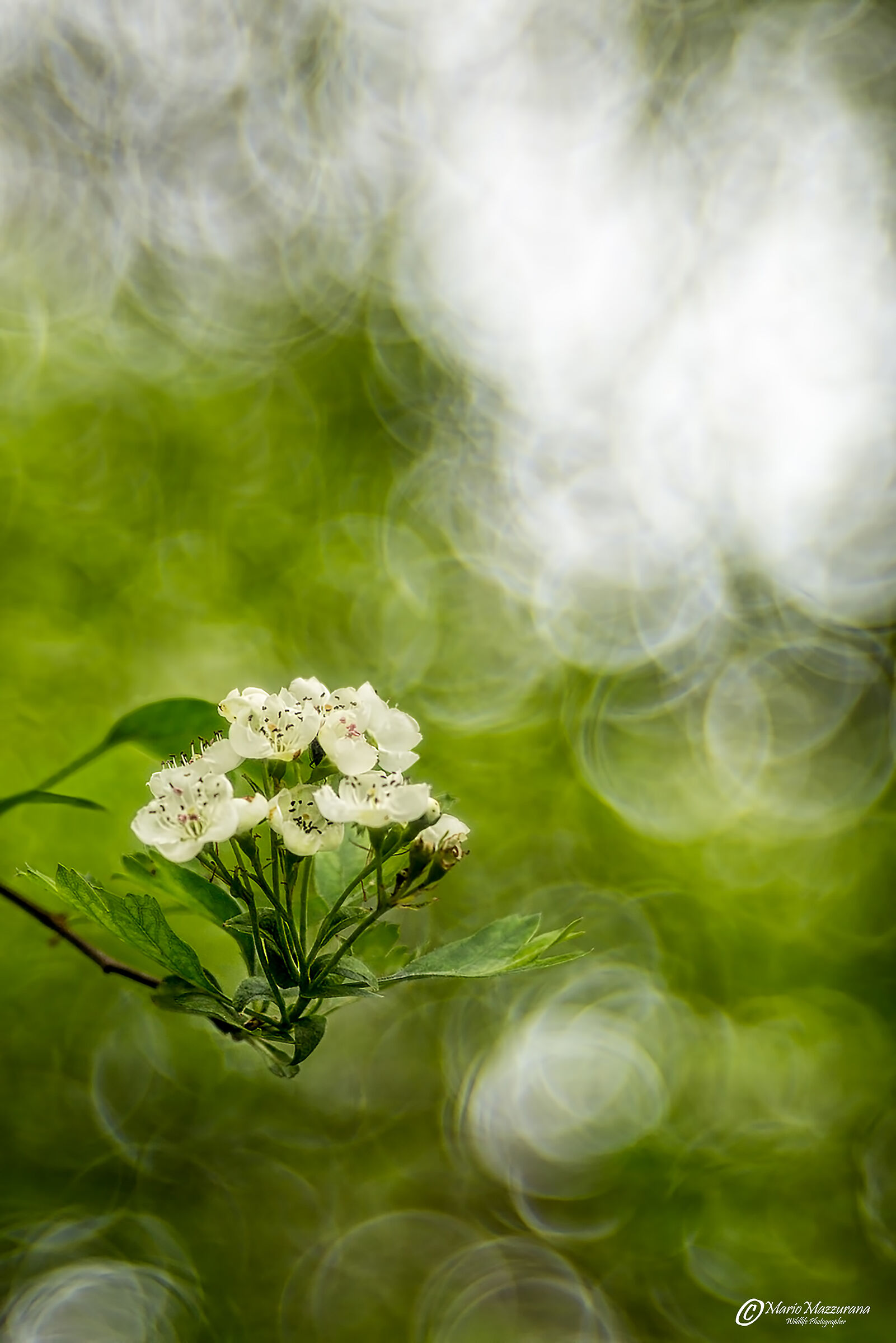 Primavera